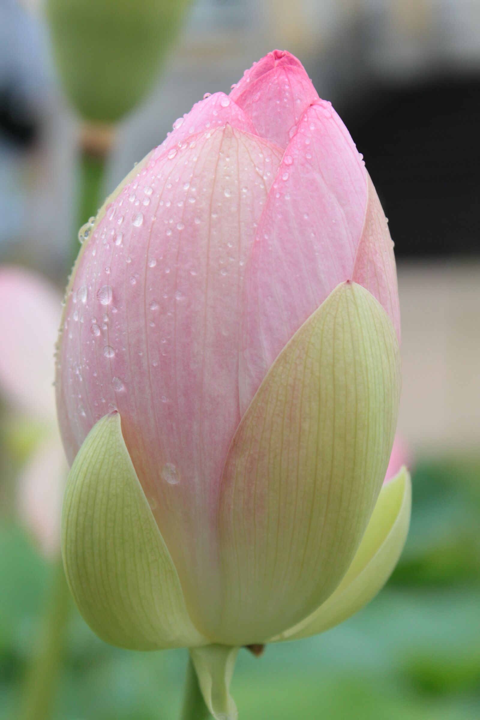 Canon EOS 500D (EOS Rebel T1i / EOS Kiss X3) sample photo. Flower, nature, garden photography