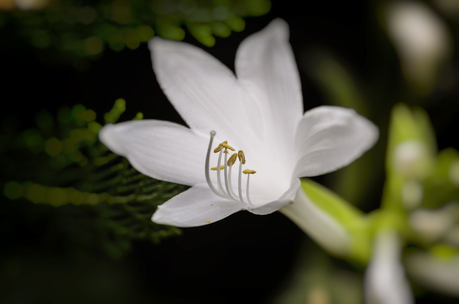 Nikon D5100 sample photo. Flower, nature, flowers photography