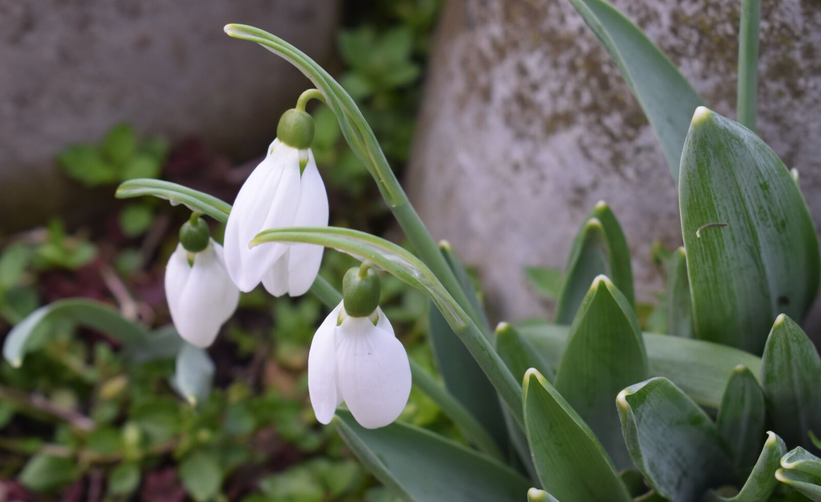 Nikon D3300 sample photo. Snowdrop, flower, decorative flower photography