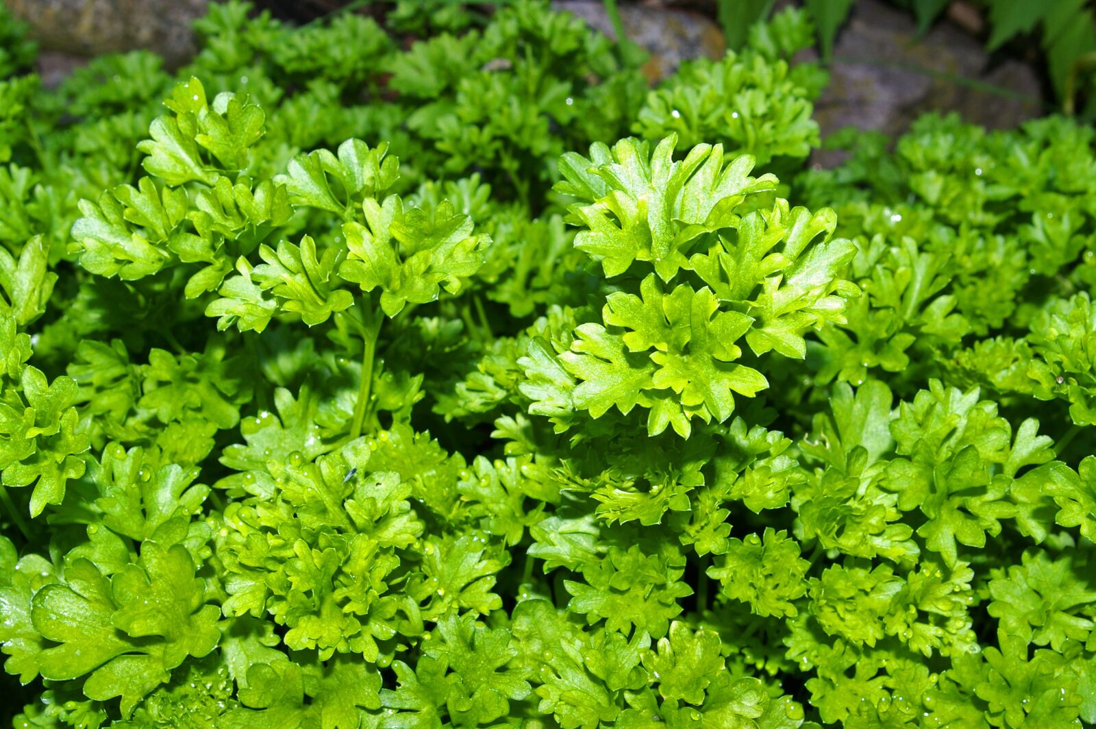 Pentax *ist DL2 sample photo. Parsley, herbs, plant photography