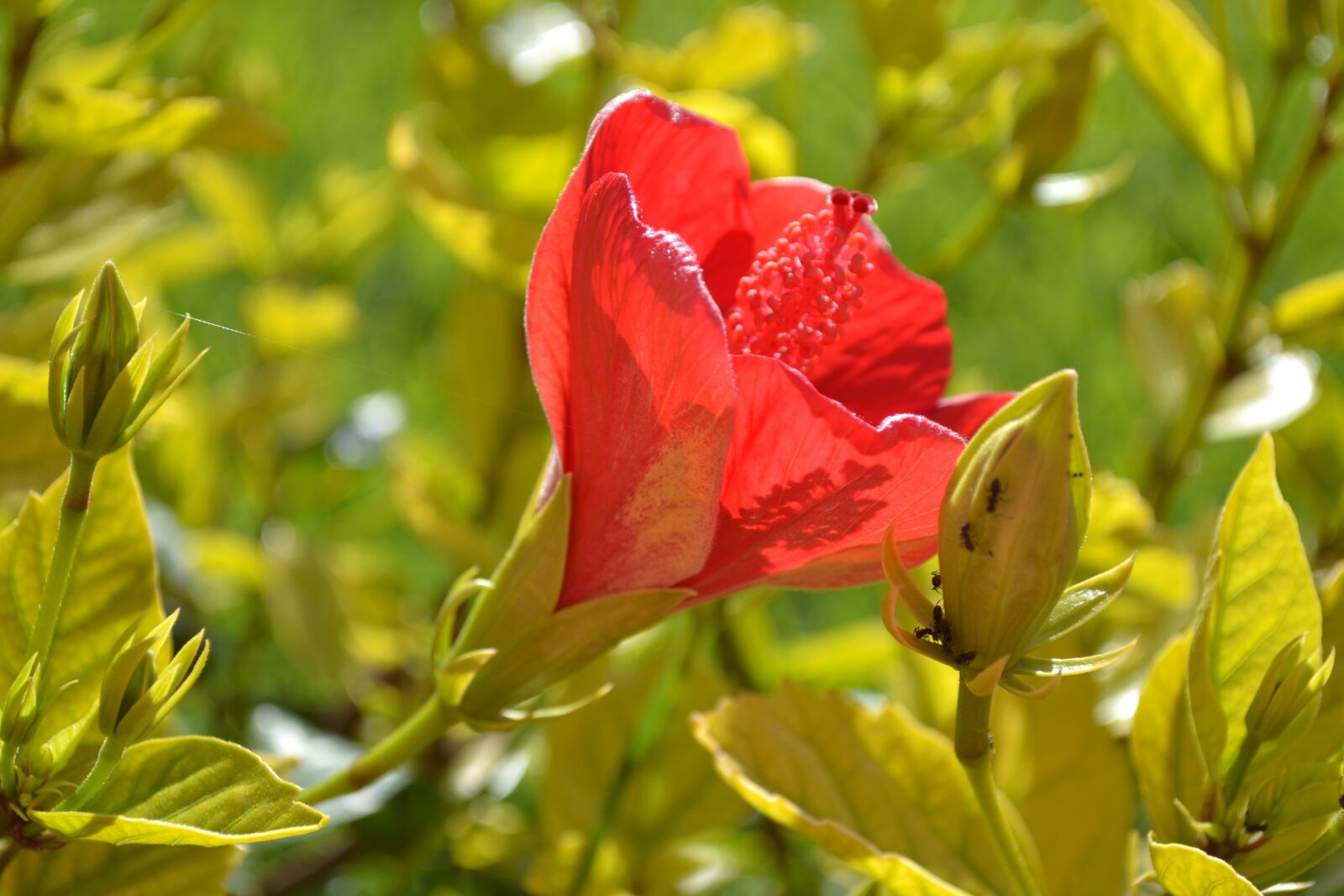Nikon D3100 sample photo. Flower, hatching, red photography