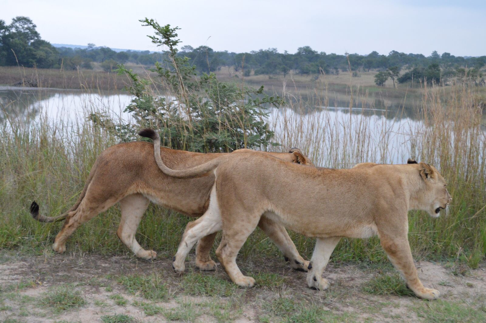 Nikon D3200 sample photo. Lion, africa, predator photography