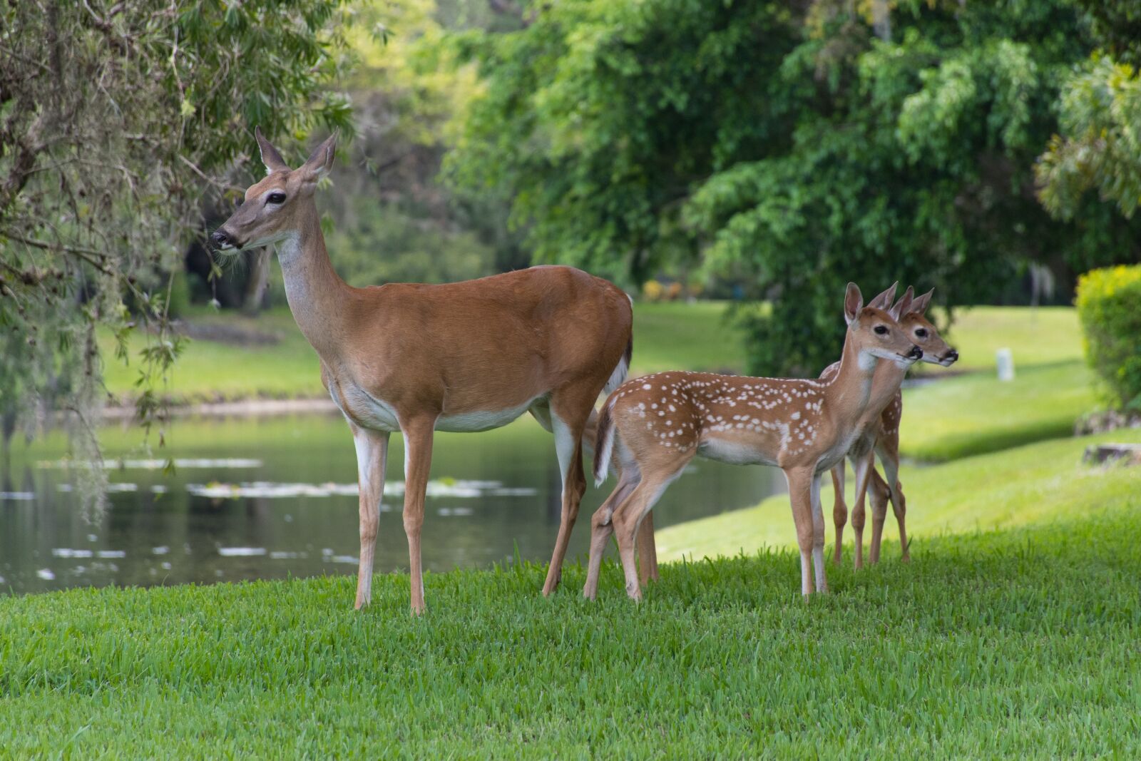 Nikon D7500 sample photo. Florida, deer, faun photography