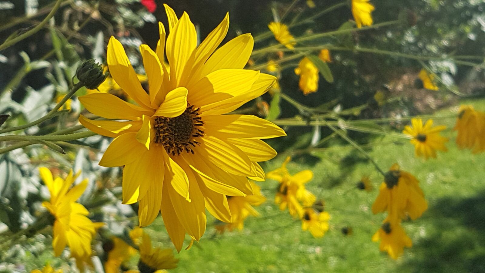 Samsung Galaxy S7 sample photo. Flower, yellow, nature photography