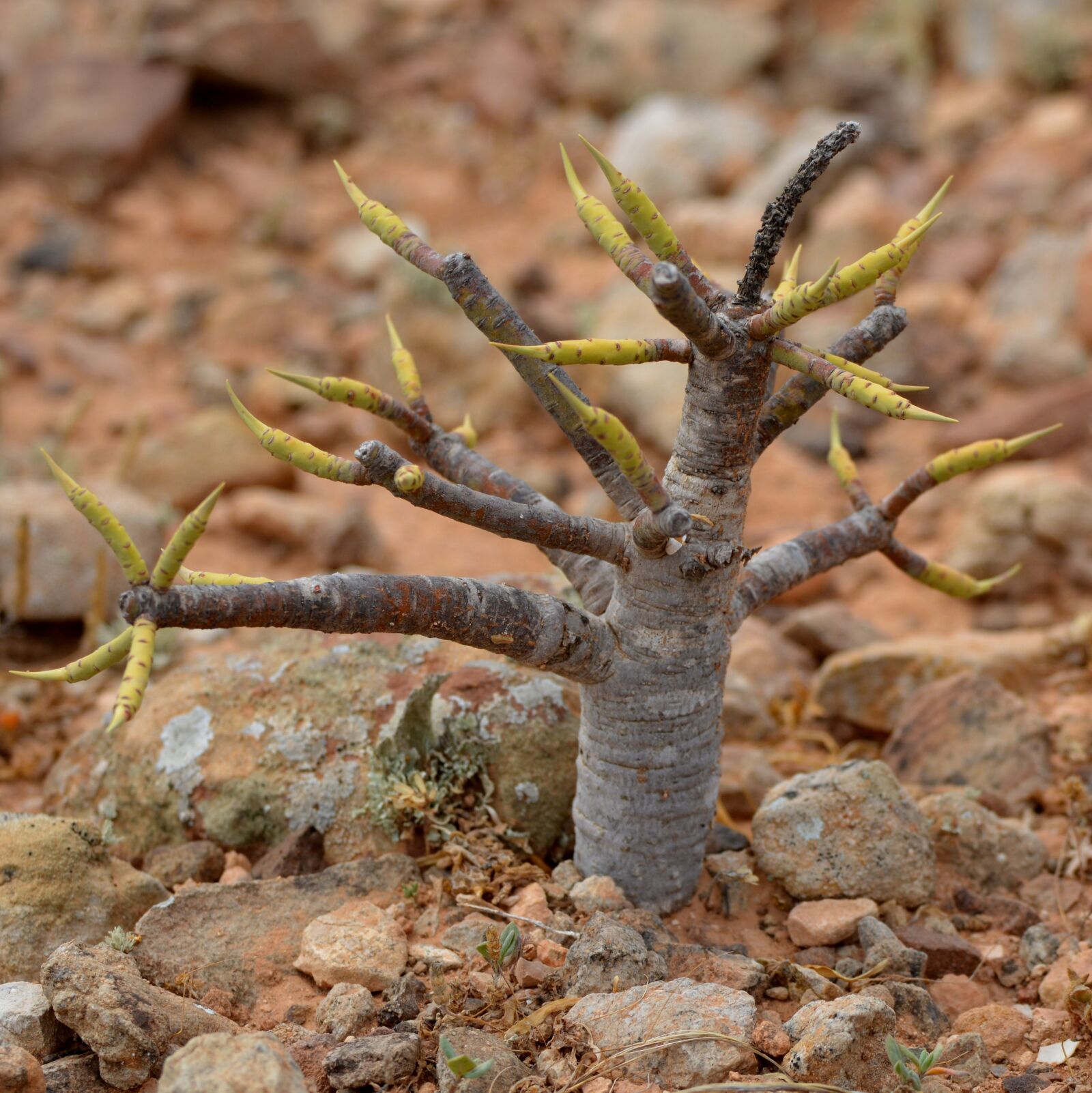 Nikon D5200 sample photo. Fig tree, nature, shoots photography