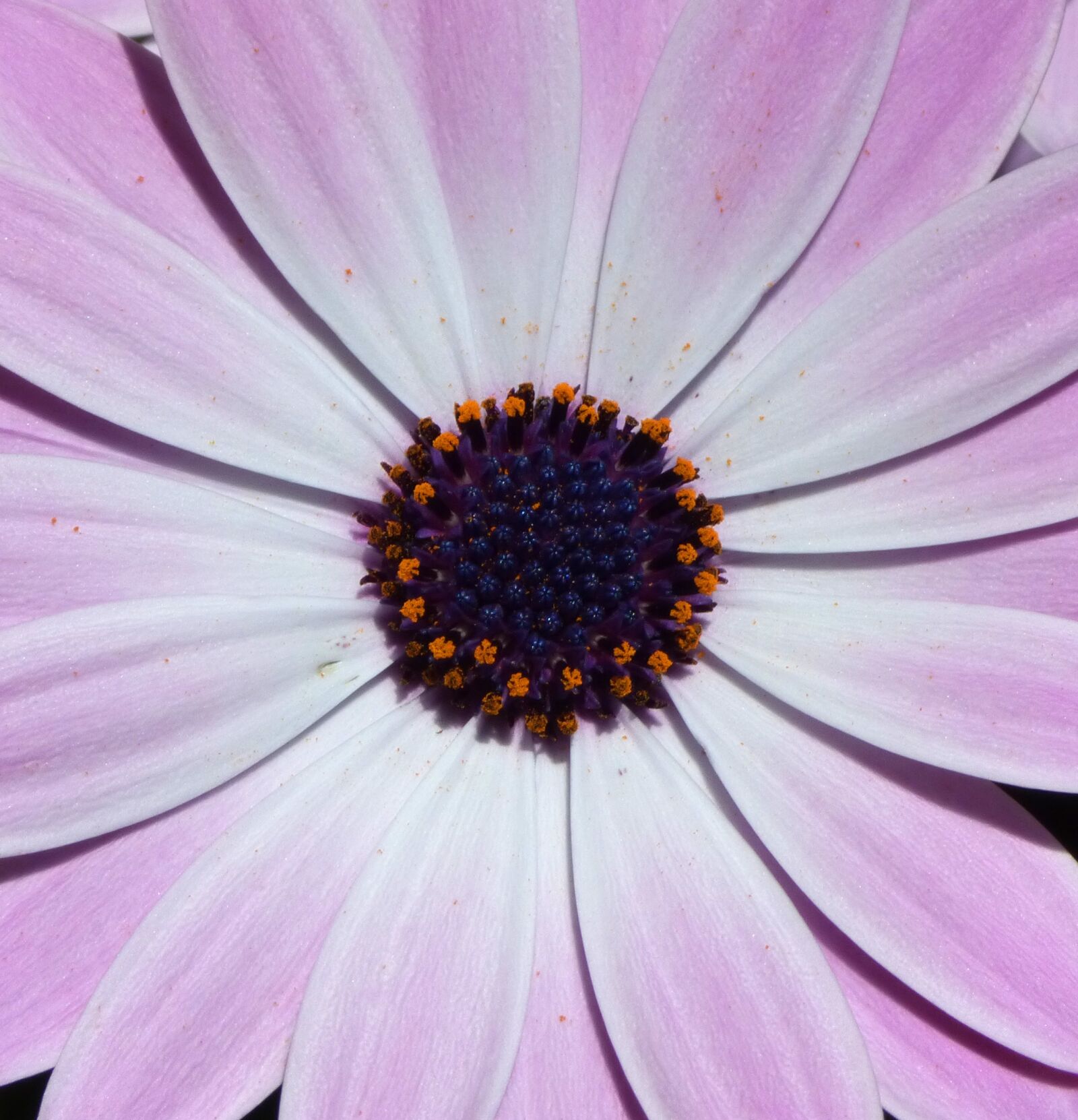 Panasonic Lumix DMC-FZ70 sample photo. Flower, daisy, purple photography