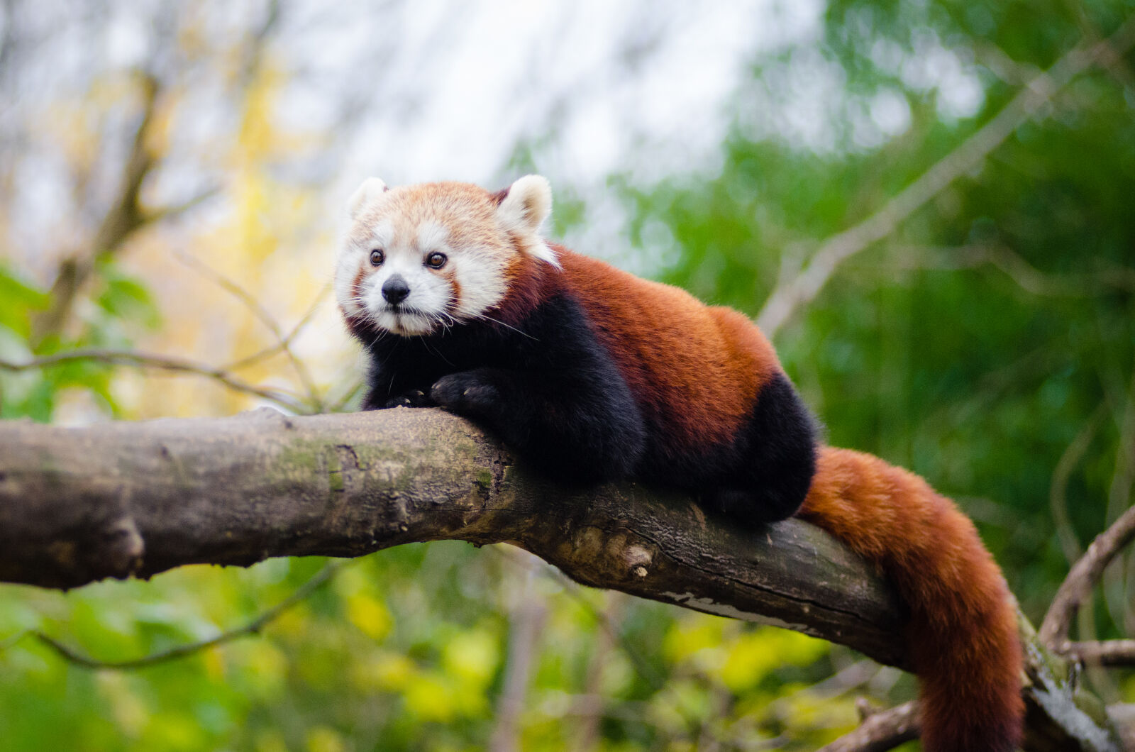 AF Zoom-Nikkor 80-200mm f/2.8 ED sample photo