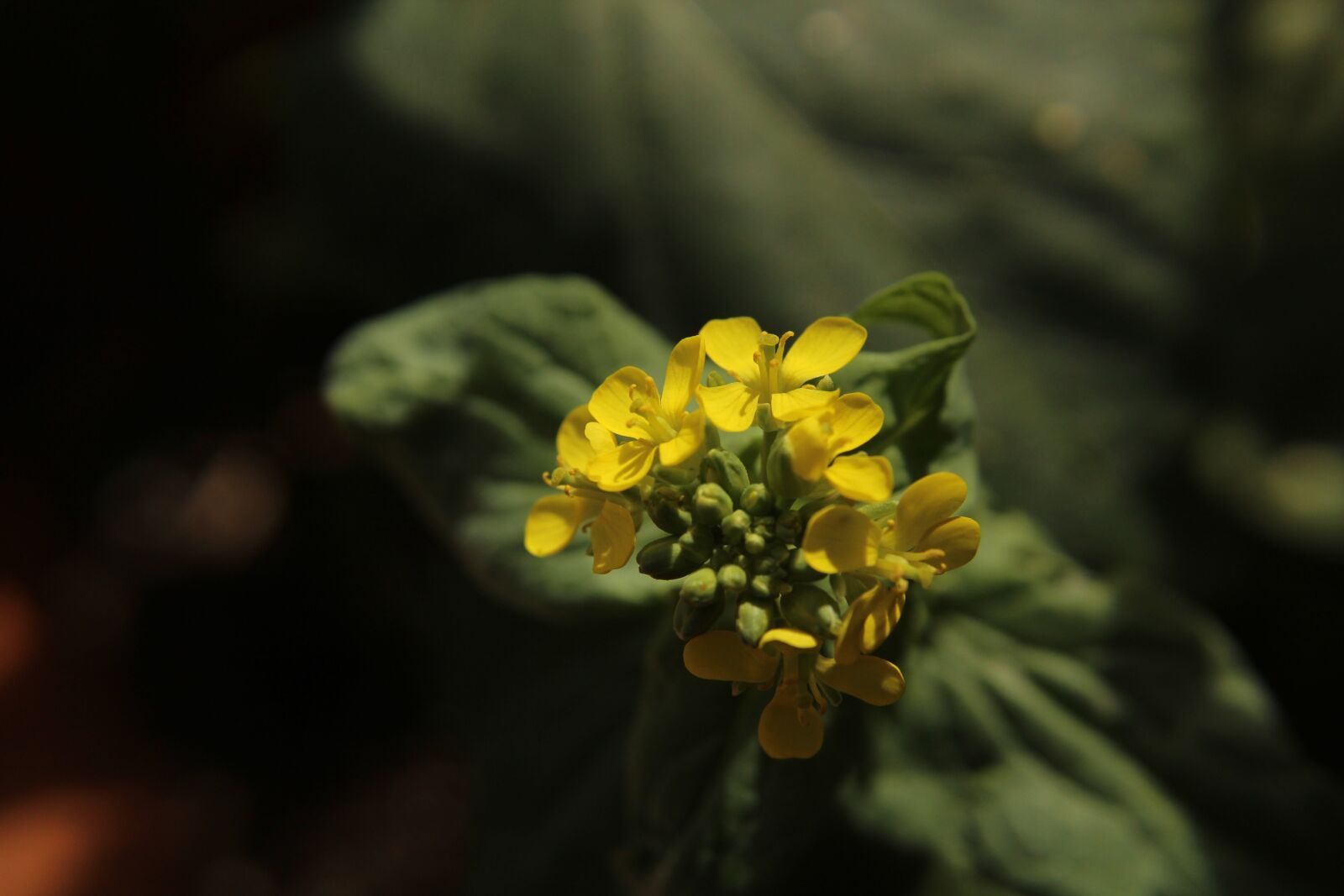 Canon EOS 1200D (EOS Rebel T5 / EOS Kiss X70 / EOS Hi) sample photo. Blooming, garden, flower photography