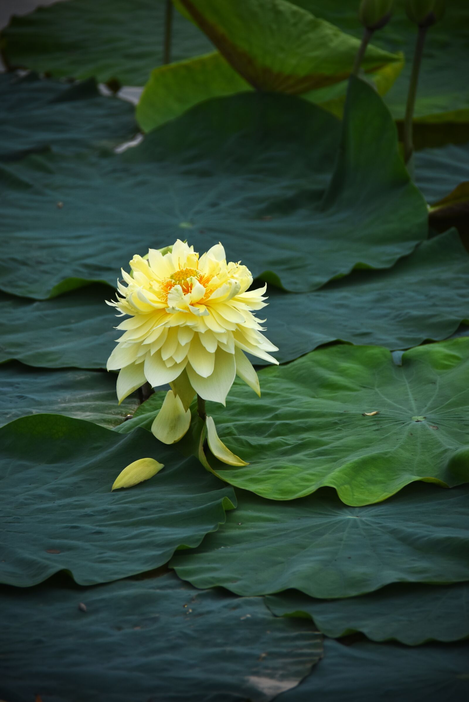 Nikon D7200 sample photo. Lotus flowers, blooming, water photography