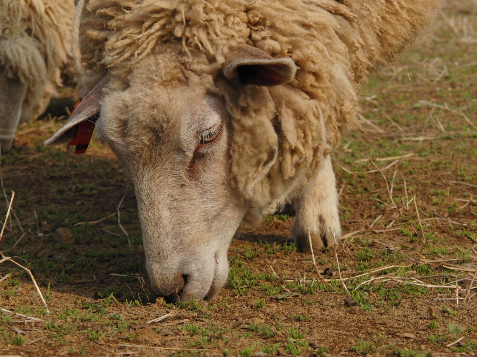 CASIO EX-F1 sample photo. Mammal, animal, sheep photography