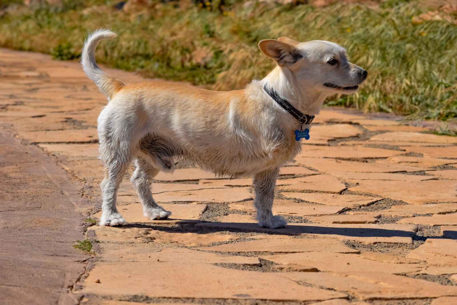 Nikon D3300 sample photo. Dog, animal, canine photography