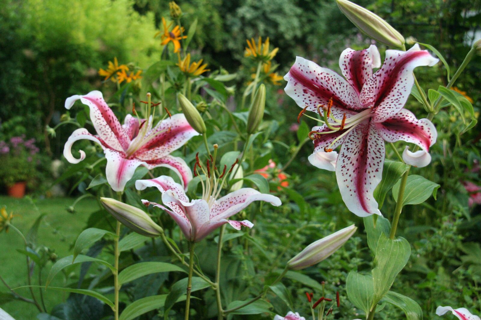 Canon EOS 350D (EOS Digital Rebel XT / EOS Kiss Digital N) sample photo. Lily, garden, summer photography