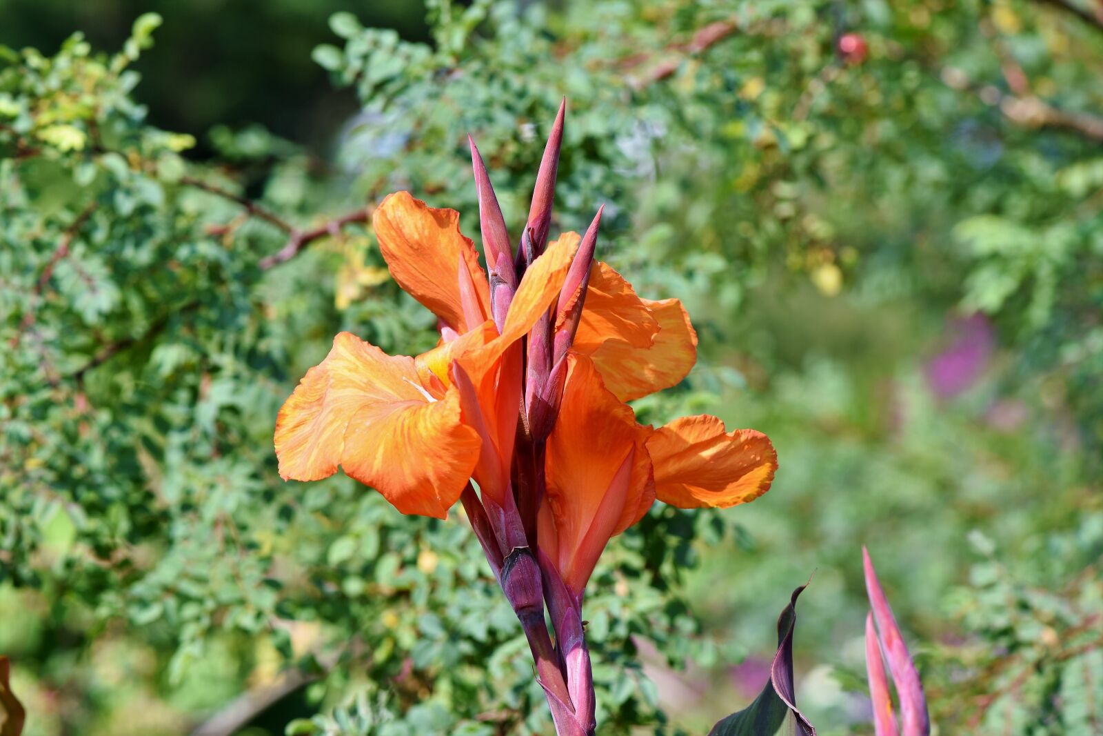 Nikon D7200 sample photo. Indian flower tube, blossom photography