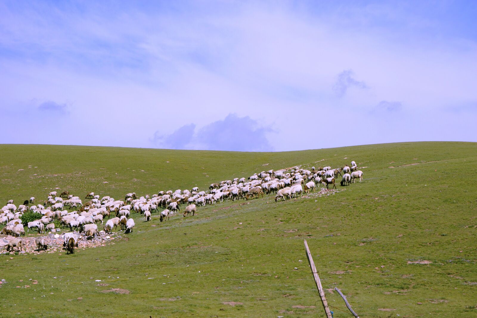 Sony E 55-210mm F4.5-6.3 OSS sample photo. Prairie, the flock, summer photography