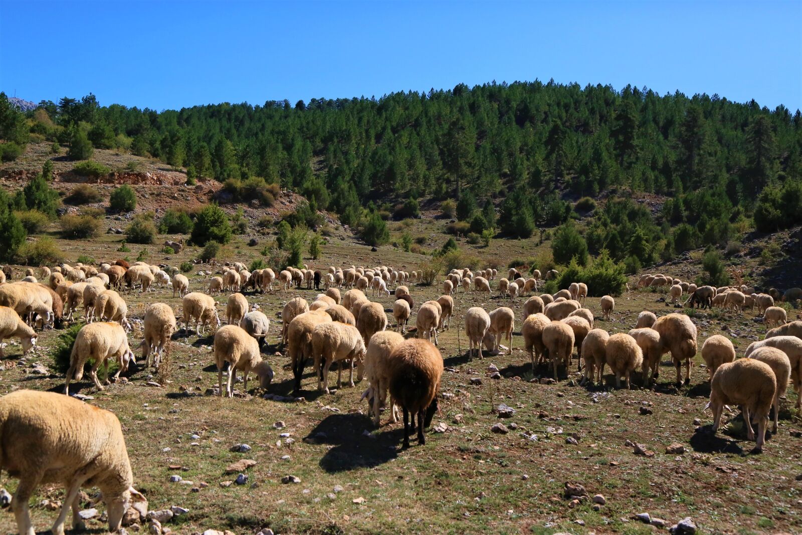 Canon EF 24-105mm F4L IS USM sample photo. Sheep, animal, herd photography