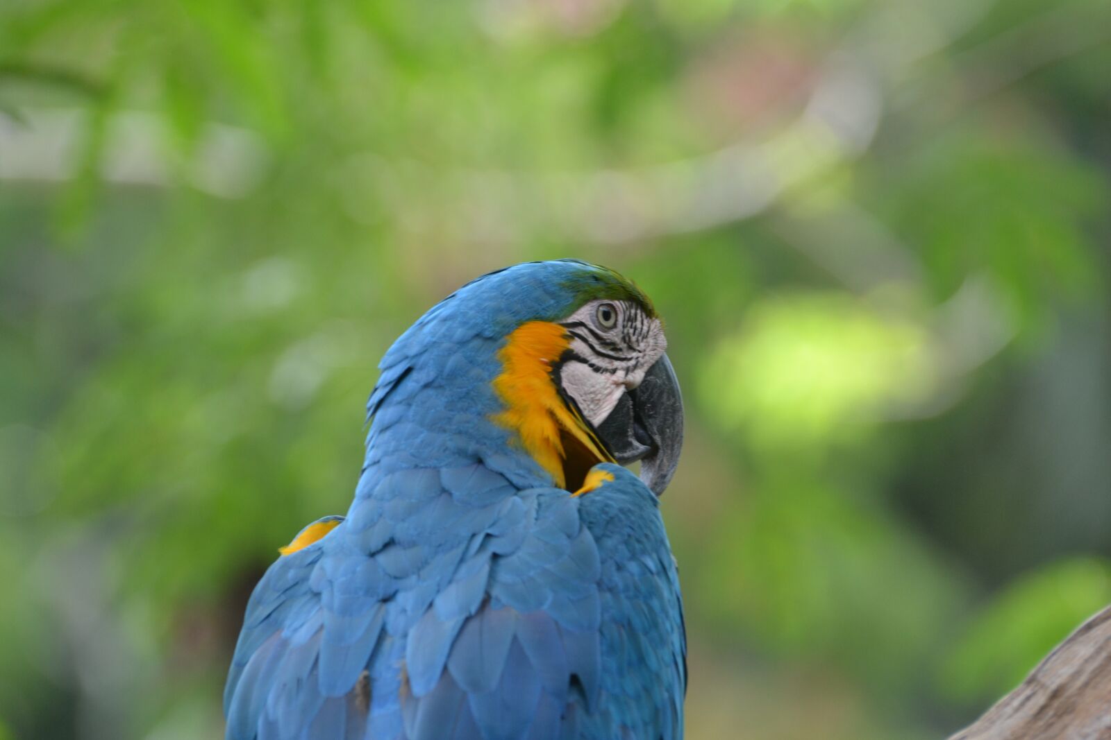 Nikon D3100 sample photo. Bird, macaw, parrot photography