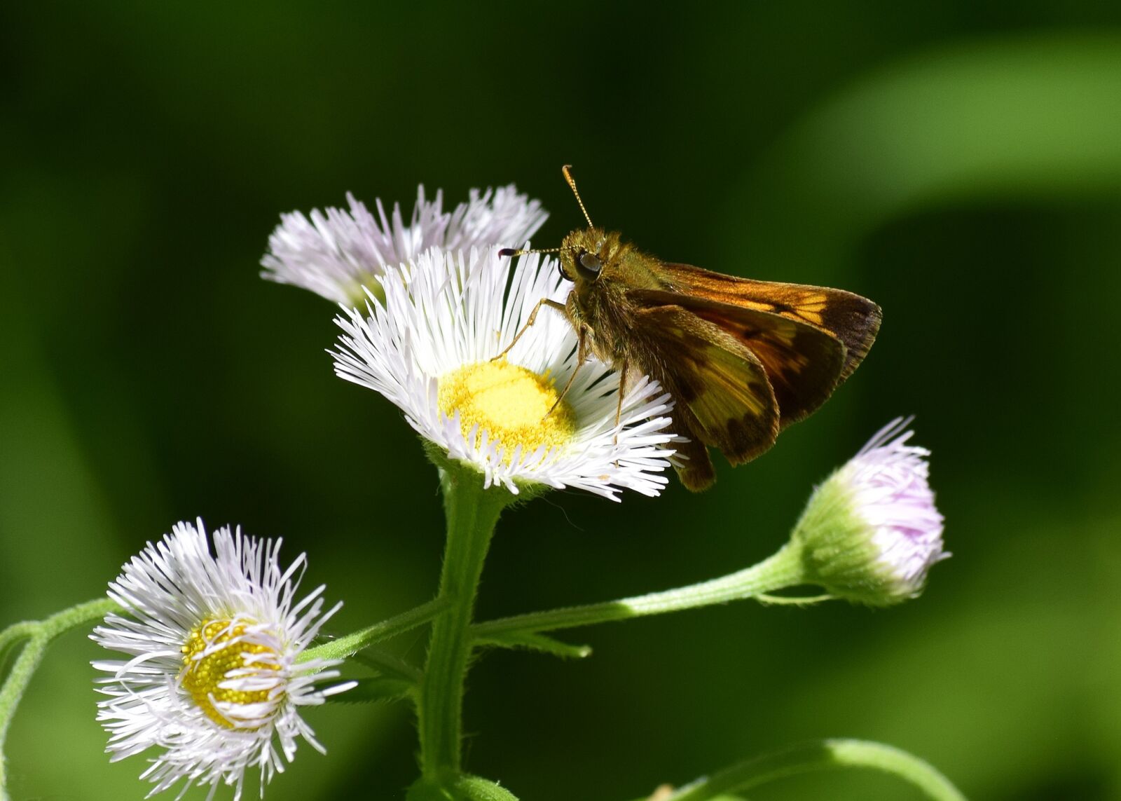 Nikon D3300 sample photo. Nature, insect, flora photography