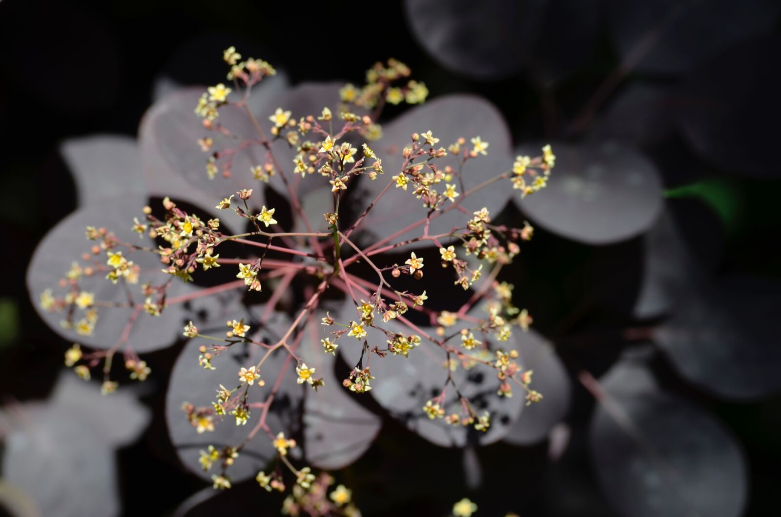 Nikon D5100 sample photo. Ornamental shrub, flowers, leaves photography