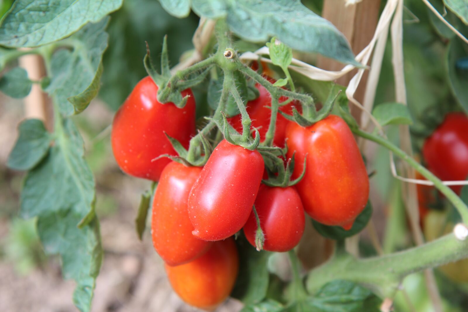 Canon EOS 600D (Rebel EOS T3i / EOS Kiss X5) sample photo. Tomatoes, roma tomatoes, harvest photography