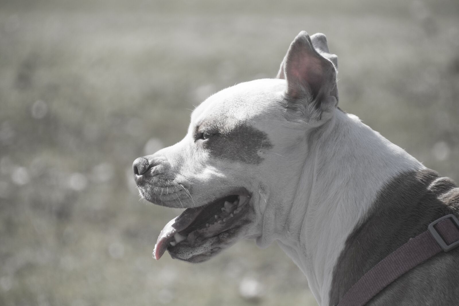 Canon EOS 700D (EOS Rebel T5i / EOS Kiss X7i) sample photo. Dog, animal, canine photography