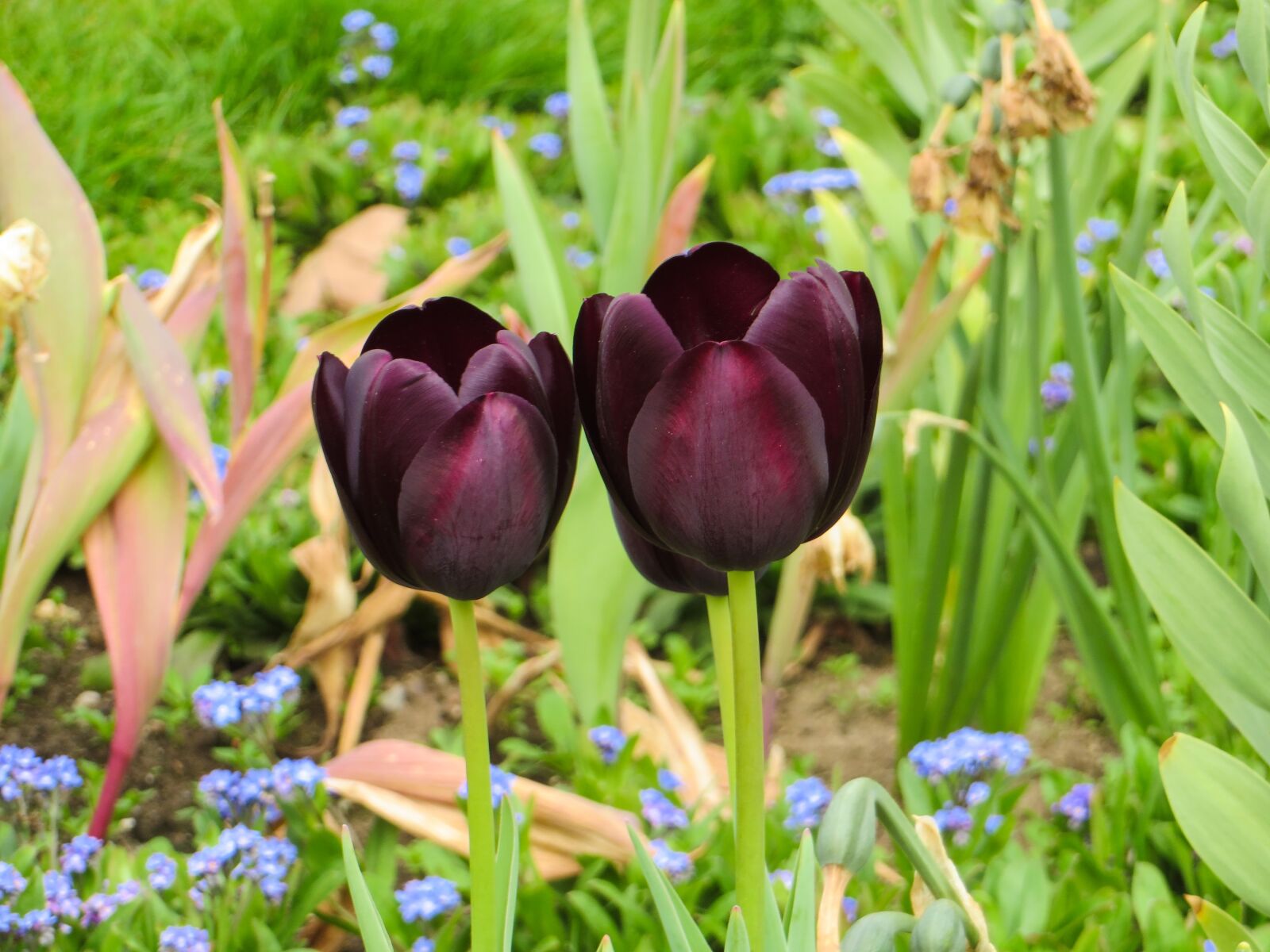 Canon PowerShot SX270 HS sample photo. Tulips, nature, flower photography