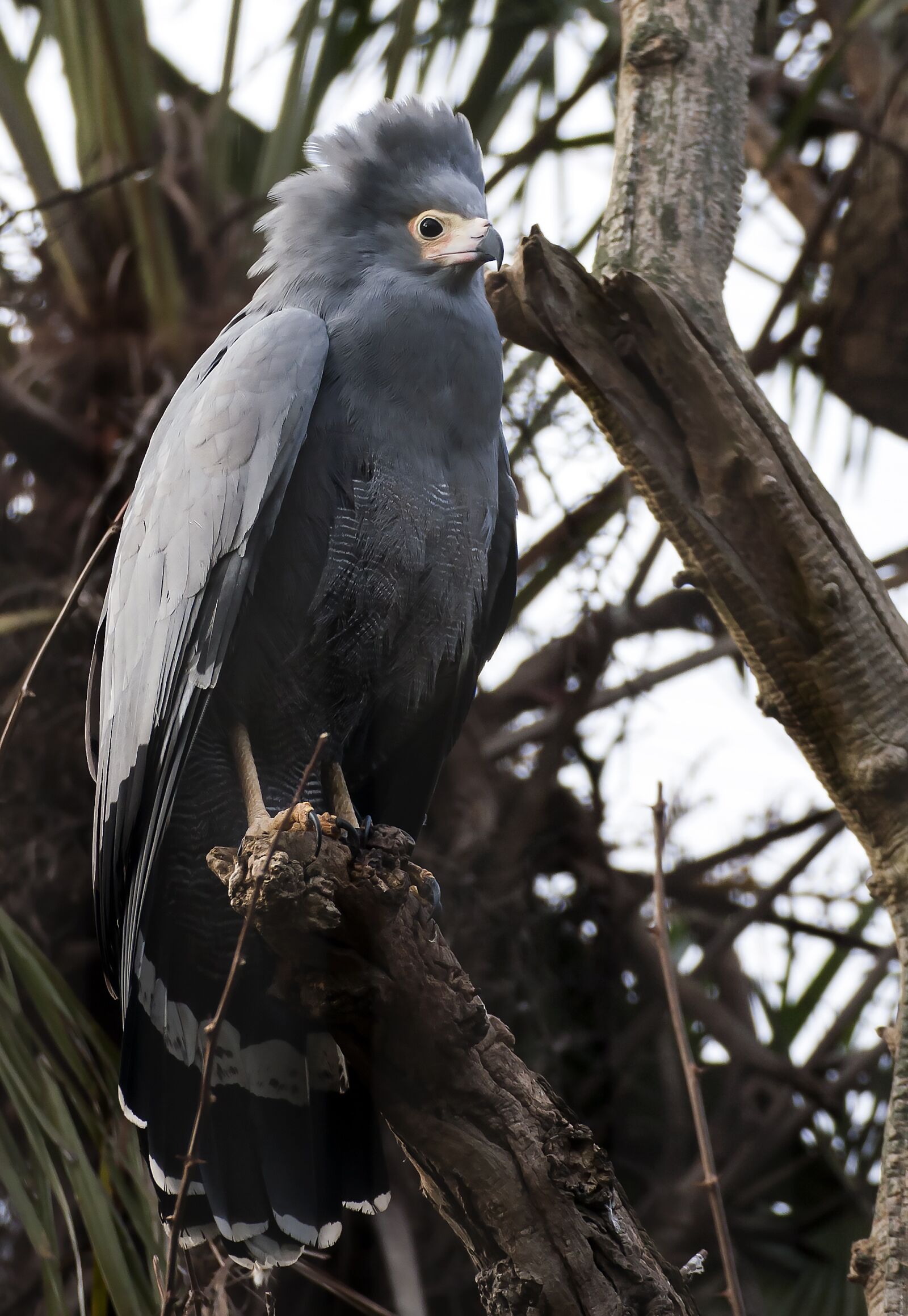 Canon EOS 40D sample photo. African harrier-hawk, harrier hawk photography