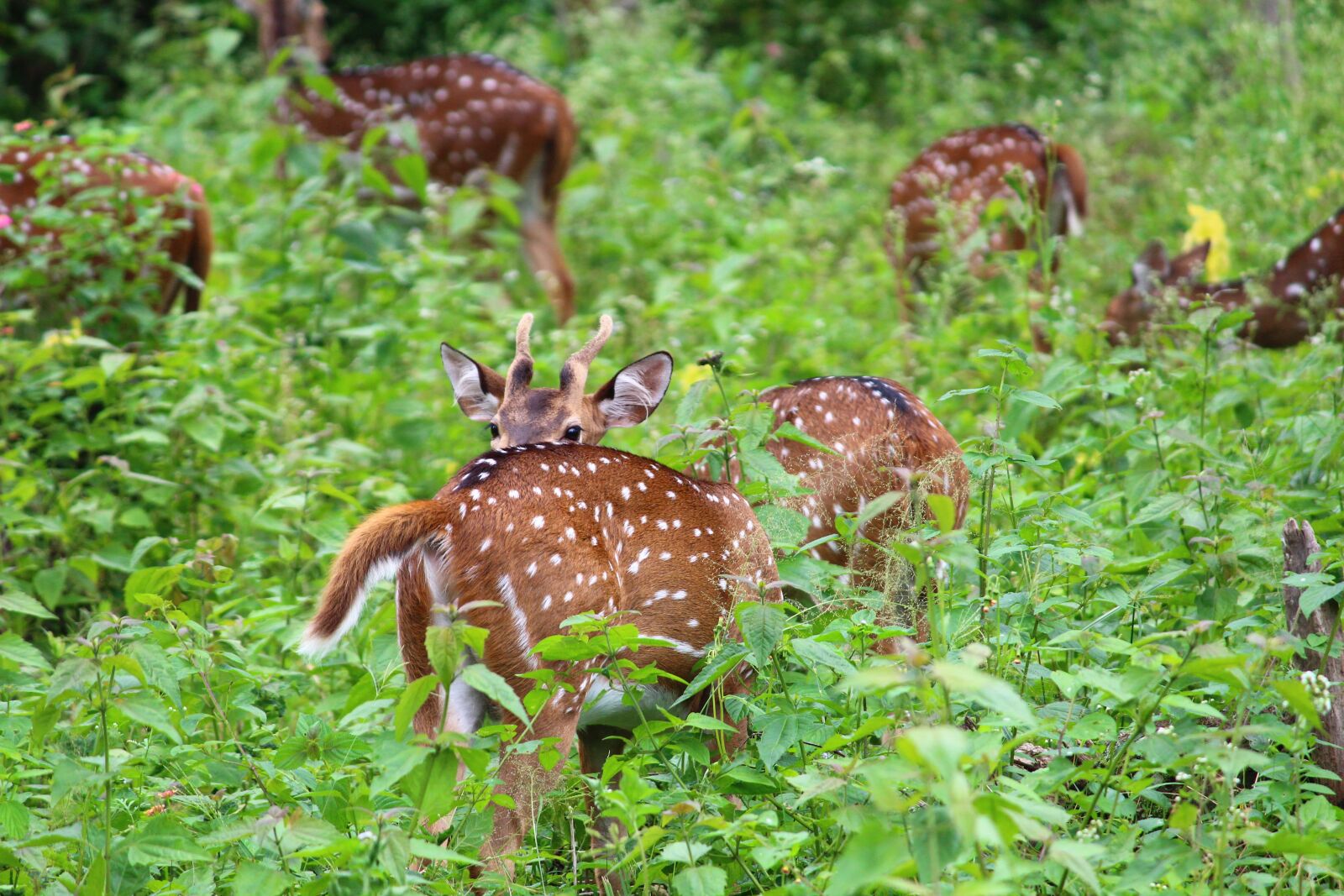 Canon EOS 1200D (EOS Rebel T5 / EOS Kiss X70 / EOS Hi) sample photo. Animal, hiding, deer photography