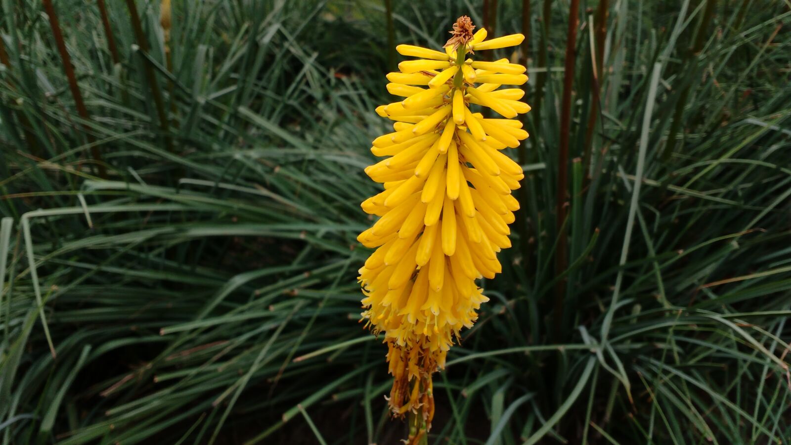 Motorola MotoG3 sample photo. Flower, garden photography