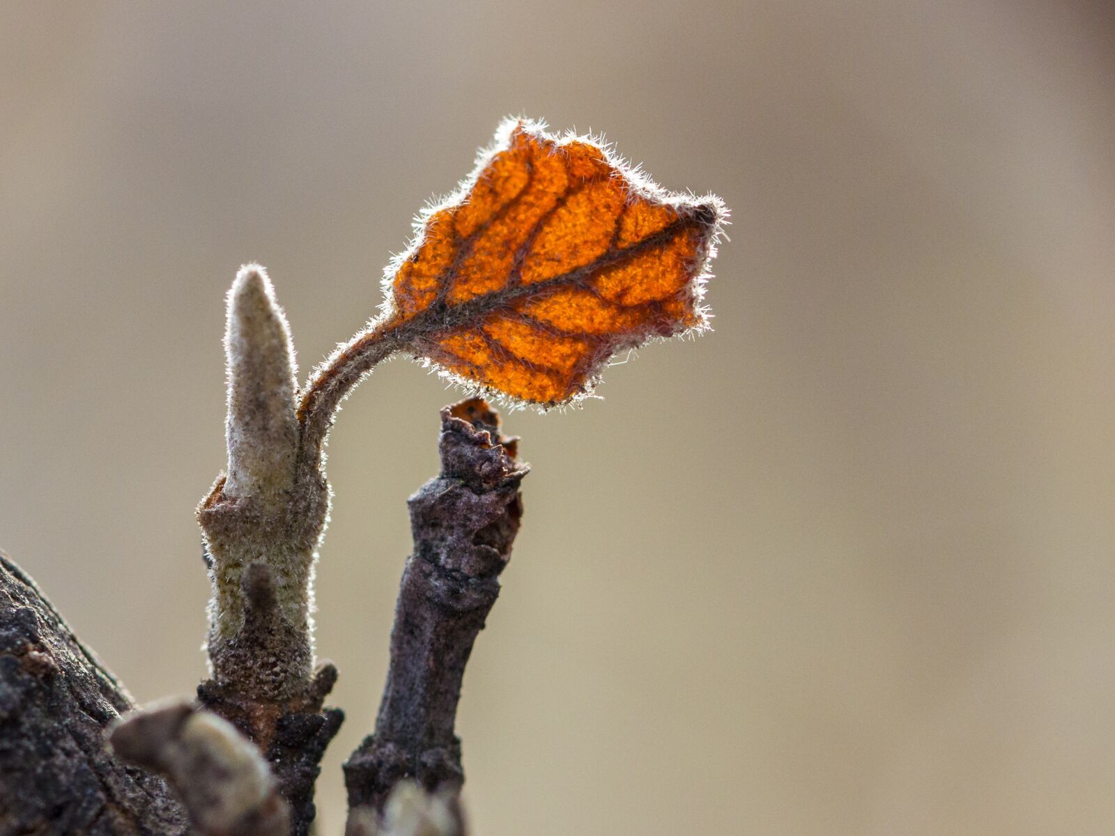 Canon EOS 70D sample photo. Leaf, autumn, leaves photography