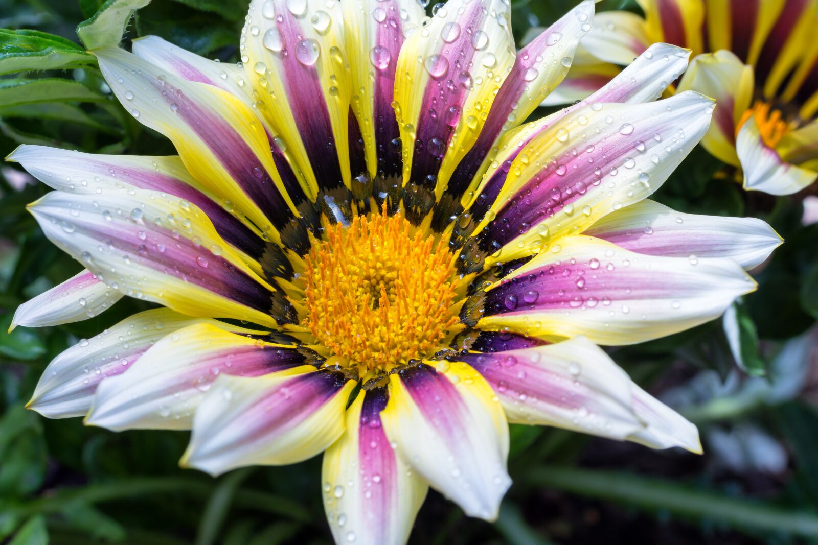 Nikon D7200 sample photo. Ice plant, gazanie, ornamental photography