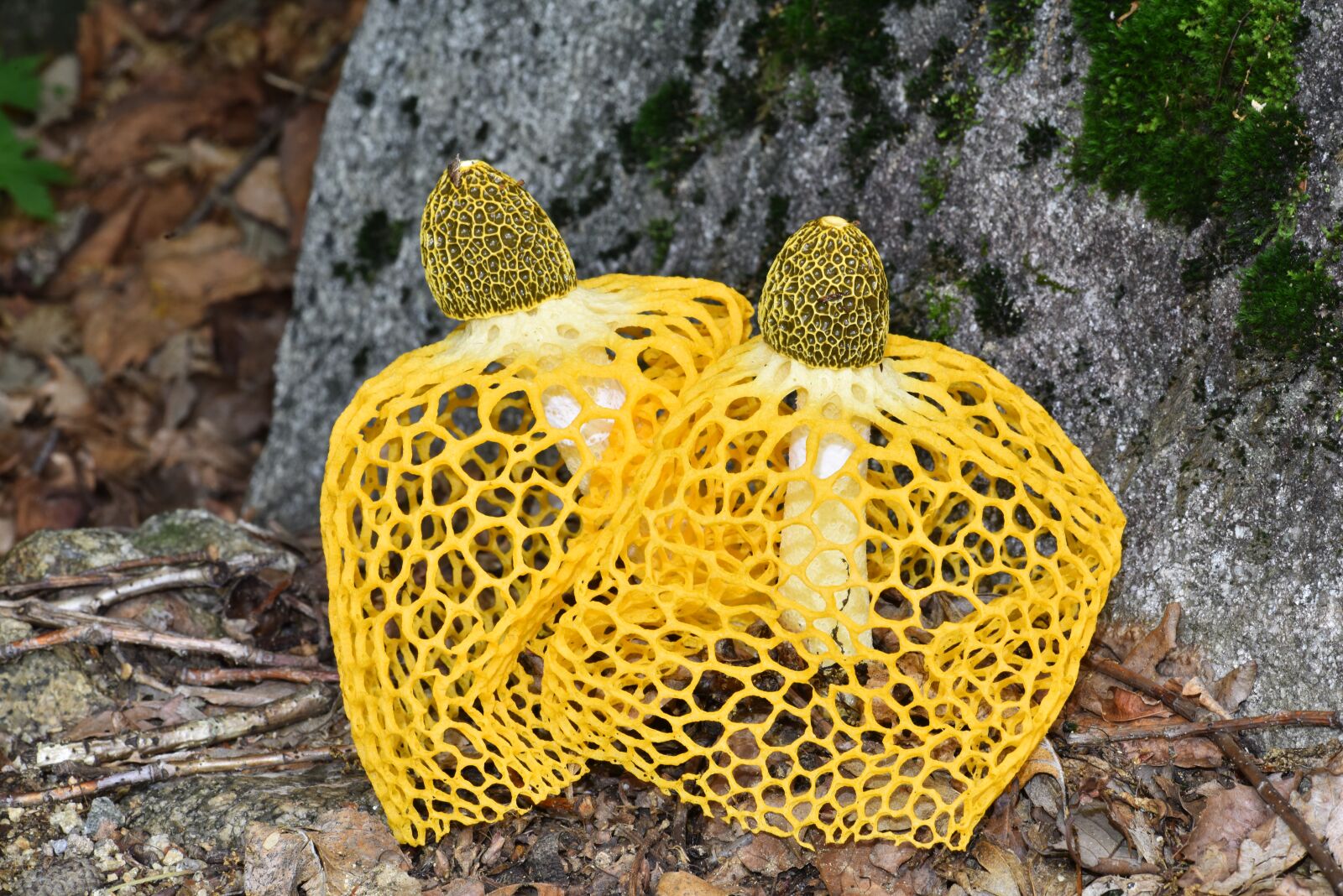 Nikon D810 sample photo. Dictyophora indusiata, yellow gabion photography