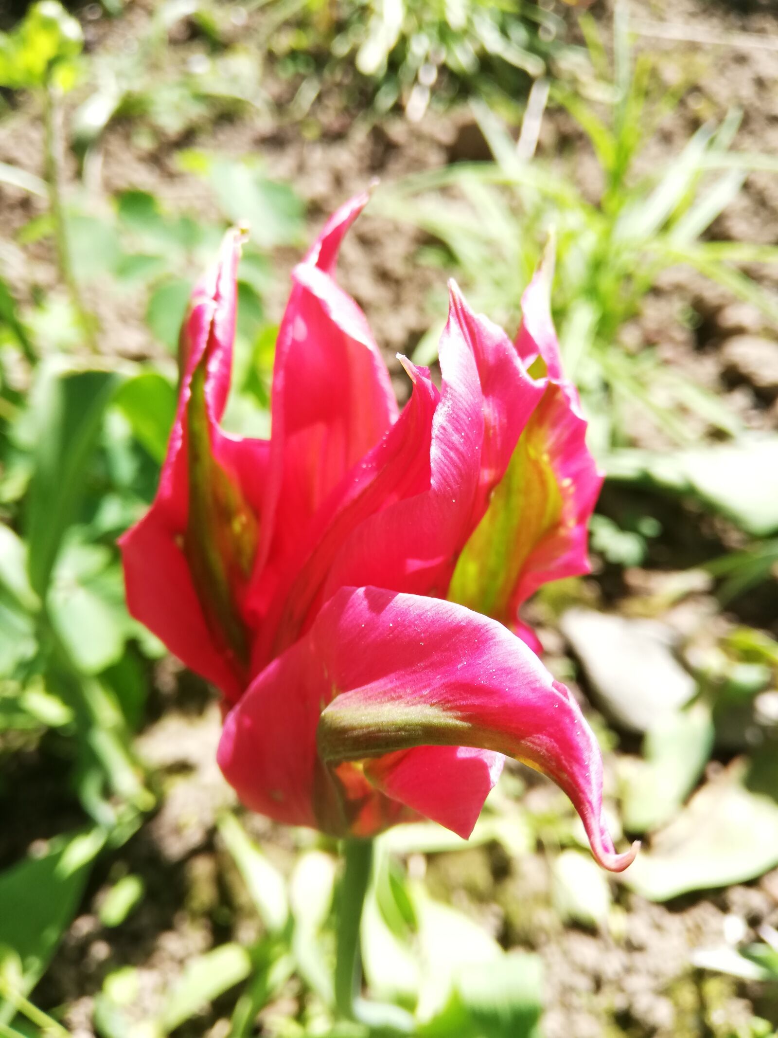 HUAWEI P20 lite sample photo. Red, tulip, flower photography