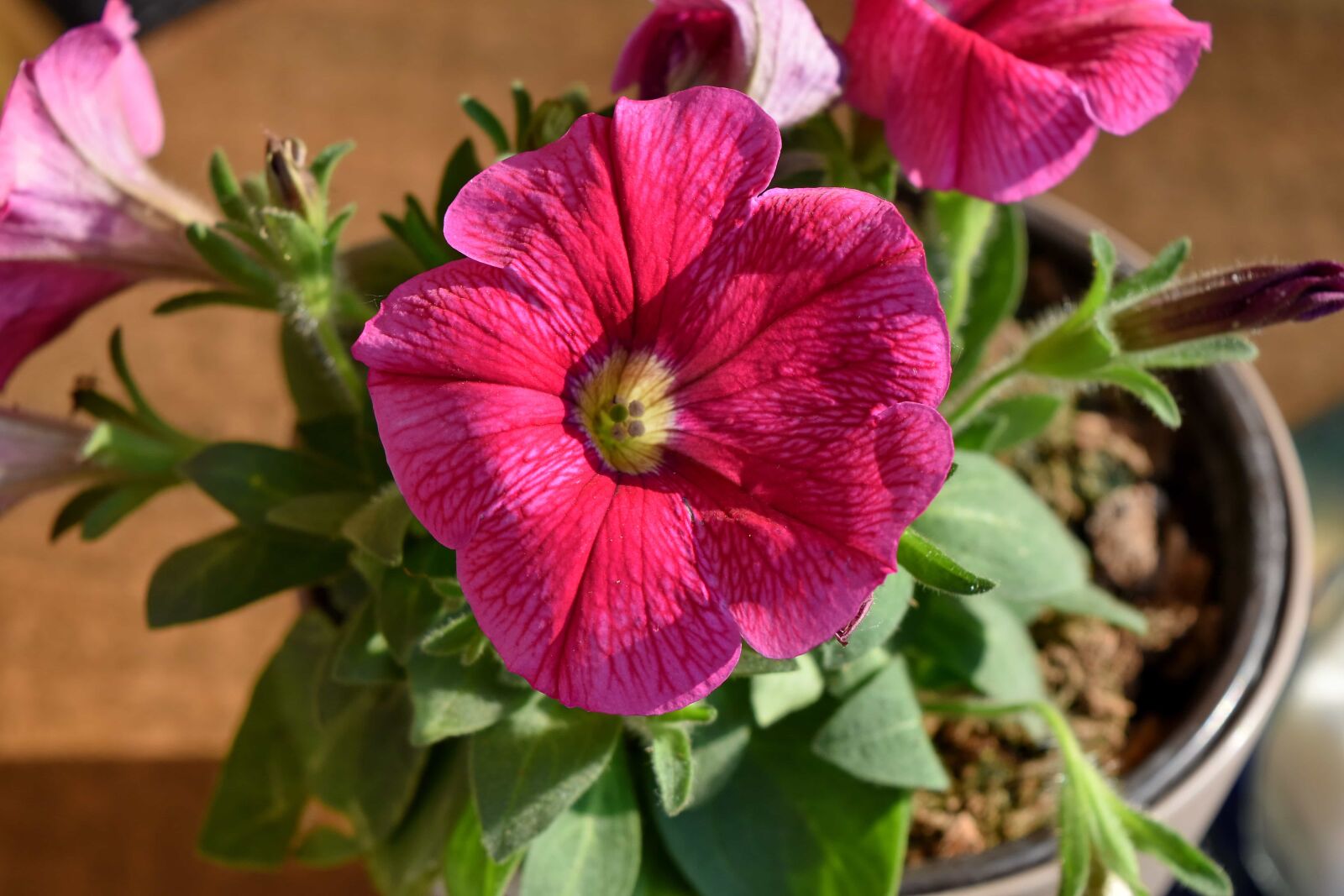 Nikon D5500 sample photo. Detail, flowerpot, petunia, red photography
