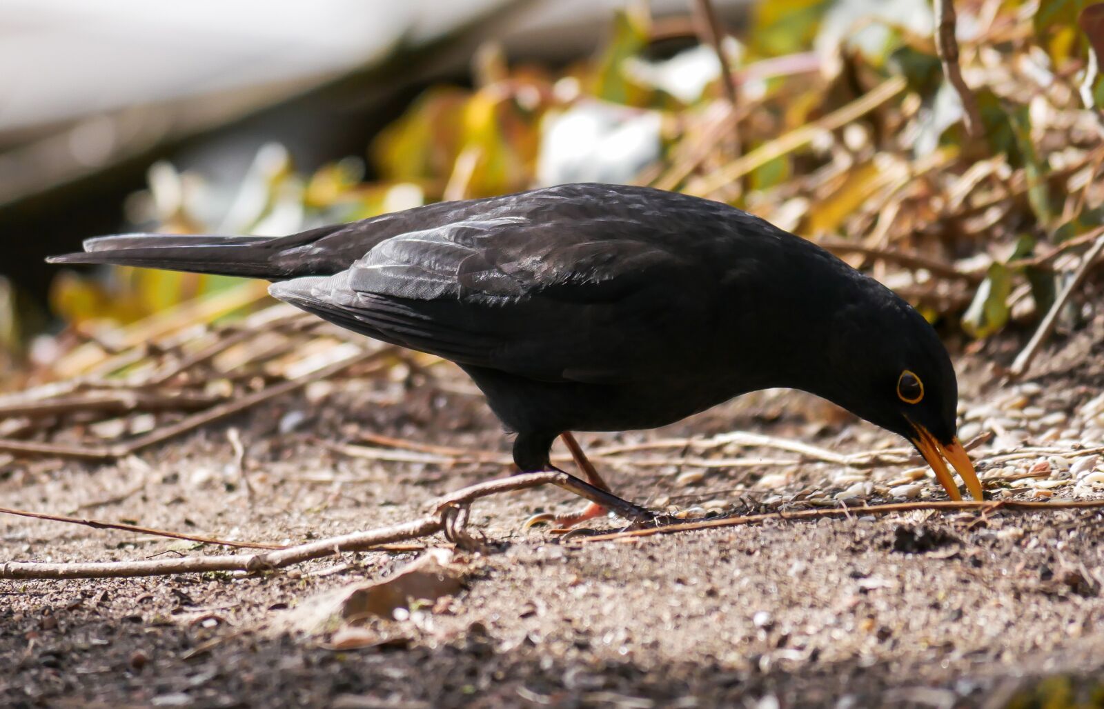 Panasonic DMC-G70 + Panasonic Lumix G Vario 100-300mm F4-5.6 OIS sample photo. Nature, animals, bird photography