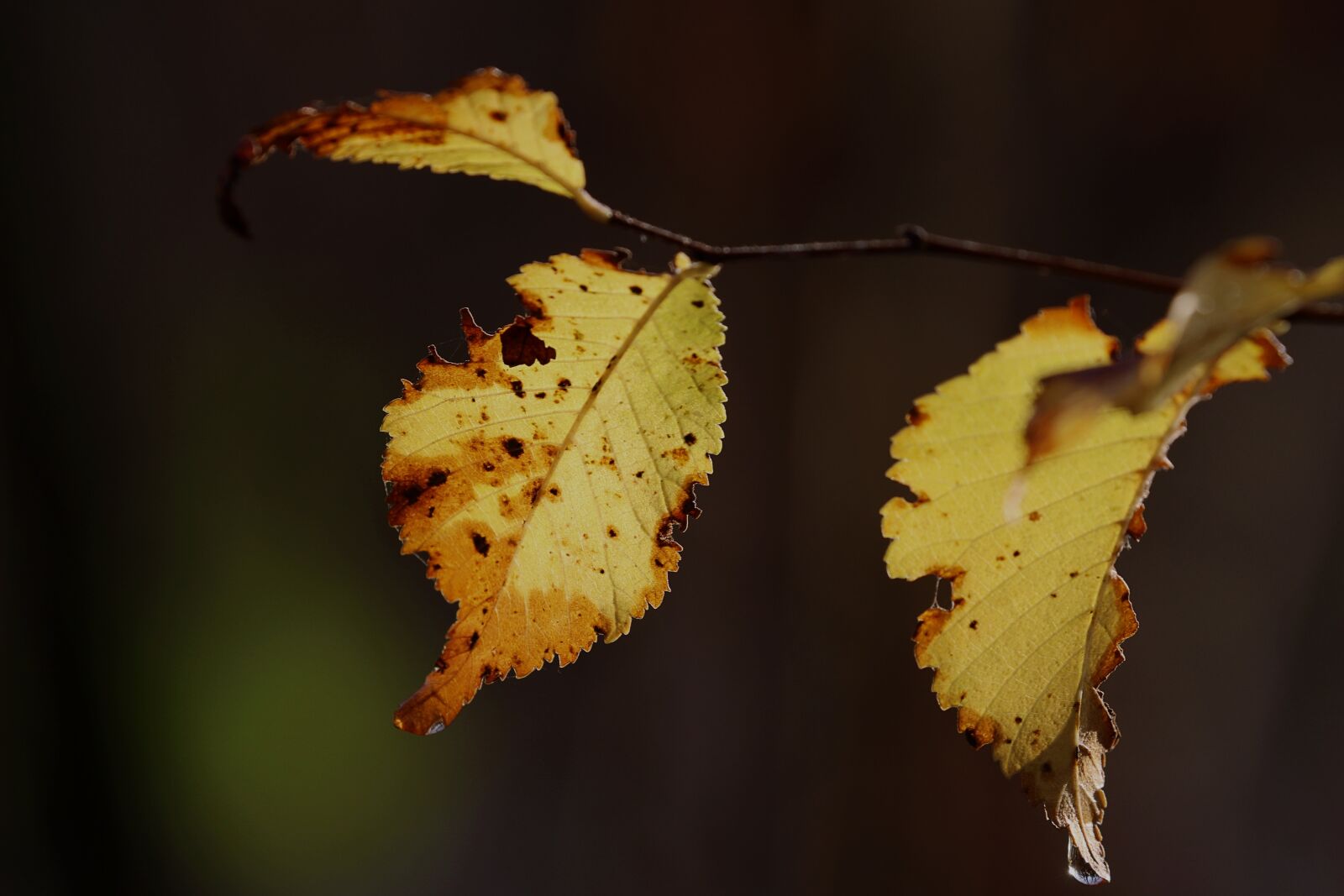 Canon EOS 7D Mark II sample photo. Autumn, light, leaves photography