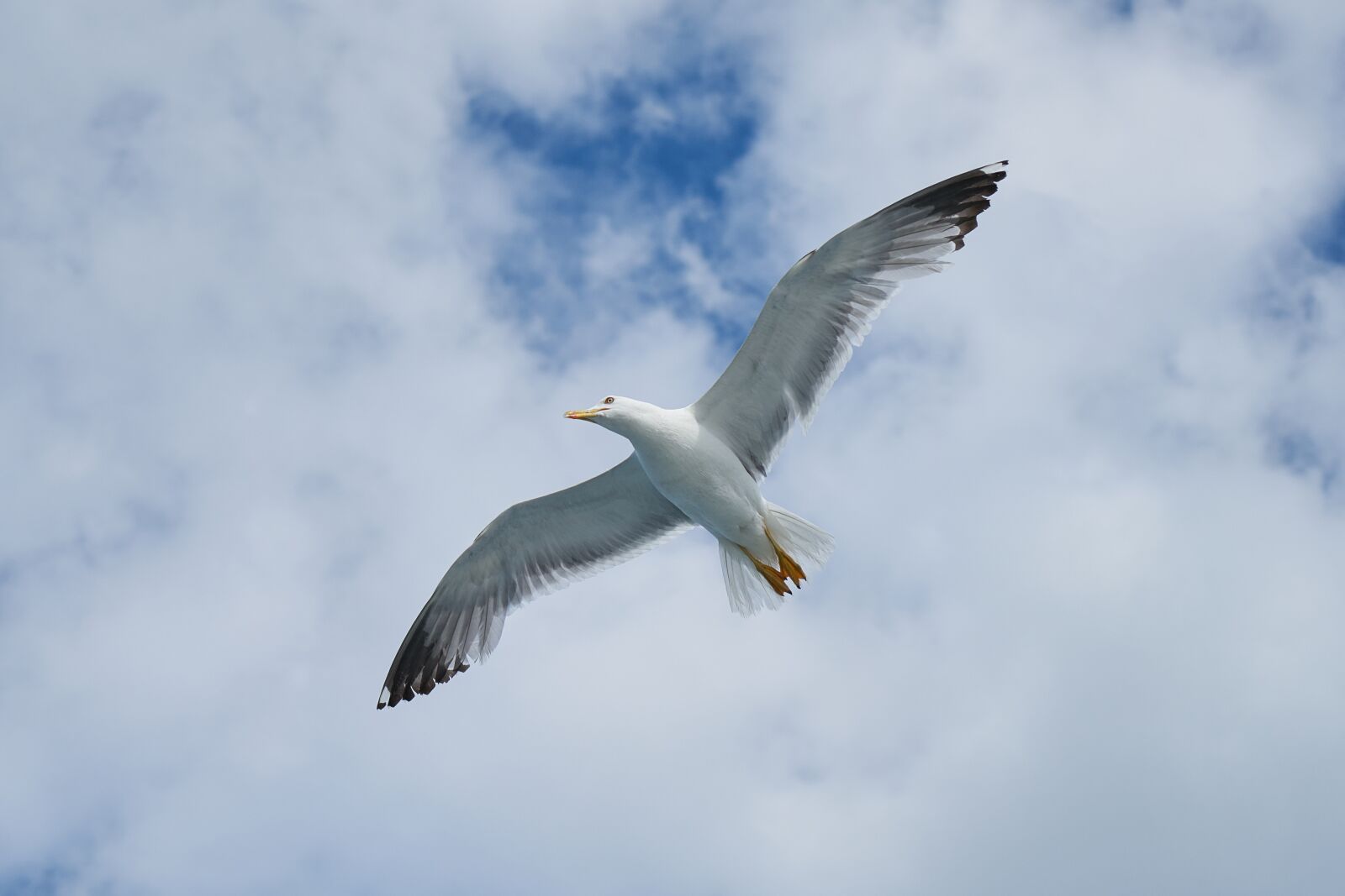 Sony a7R II + Sony Vario Tessar T* FE 24-70mm F4 ZA OSS sample photo. Seagull, bird, wing photography