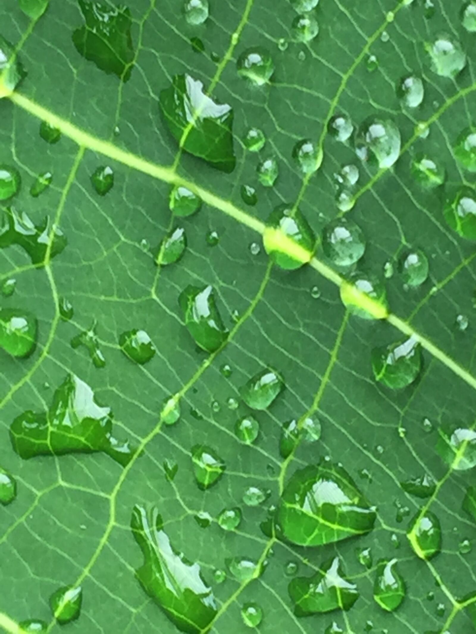 iPhone 6 back camera 4.15mm f/2.2 sample photo. Leaf, water, green photography