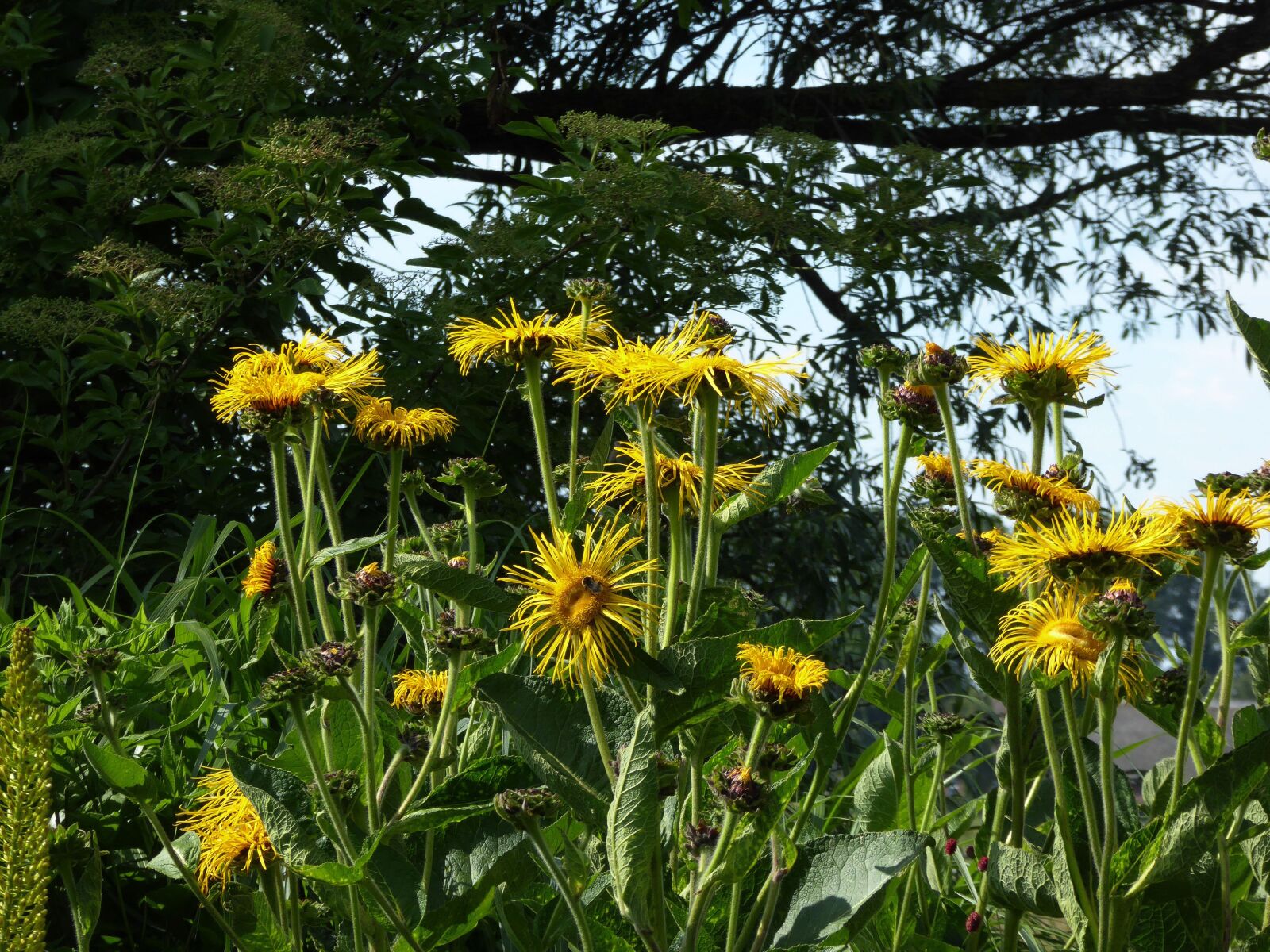 Panasonic DMC-TZ61 sample photo. Bloom, yellow, verbl ht photography