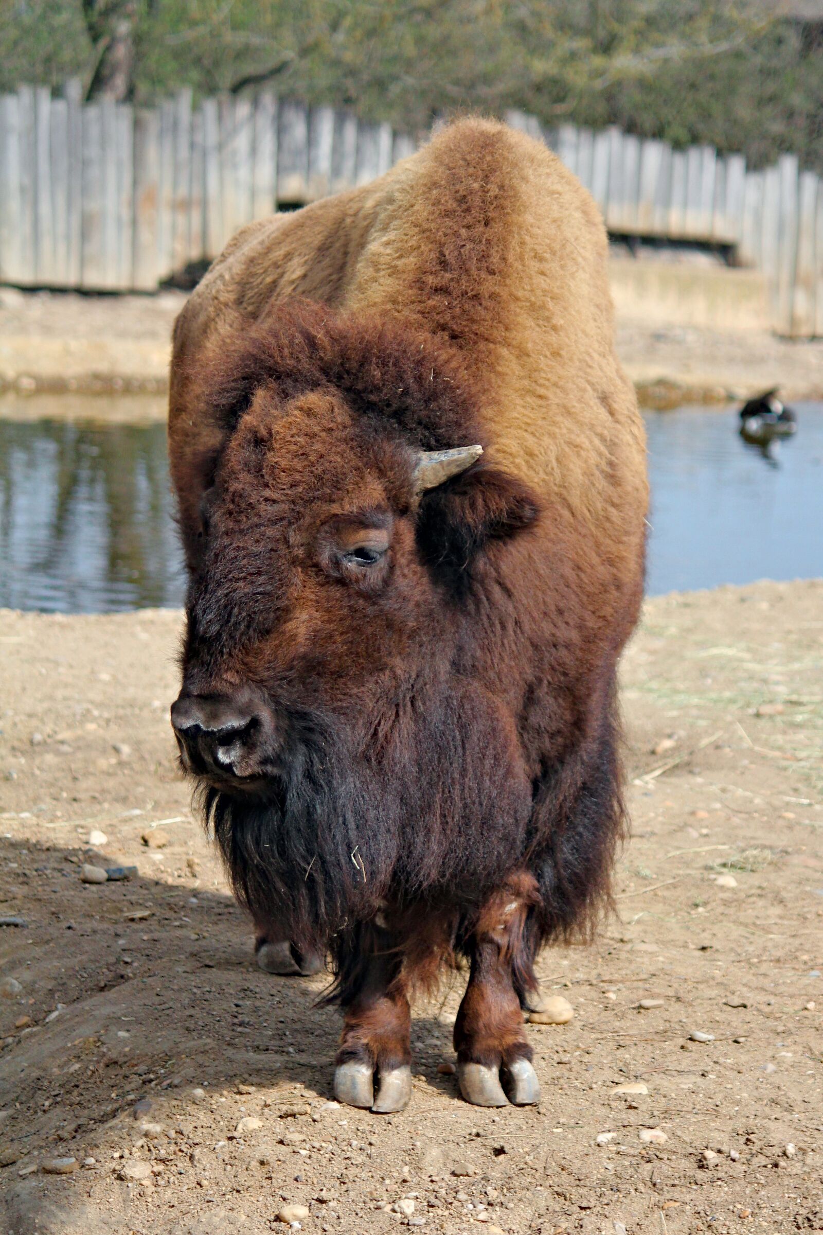 Canon EOS 550D (EOS Rebel T2i / EOS Kiss X4) sample photo. Bison, american, large photography