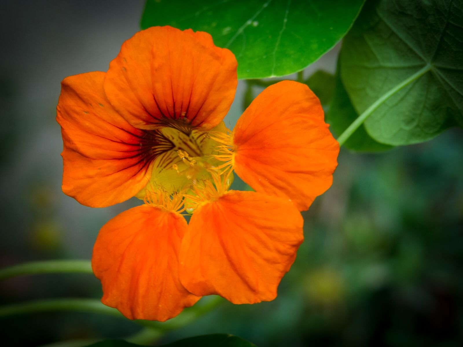 Olympus OM-D E-M10 II sample photo. Flower, blossom, bloom photography