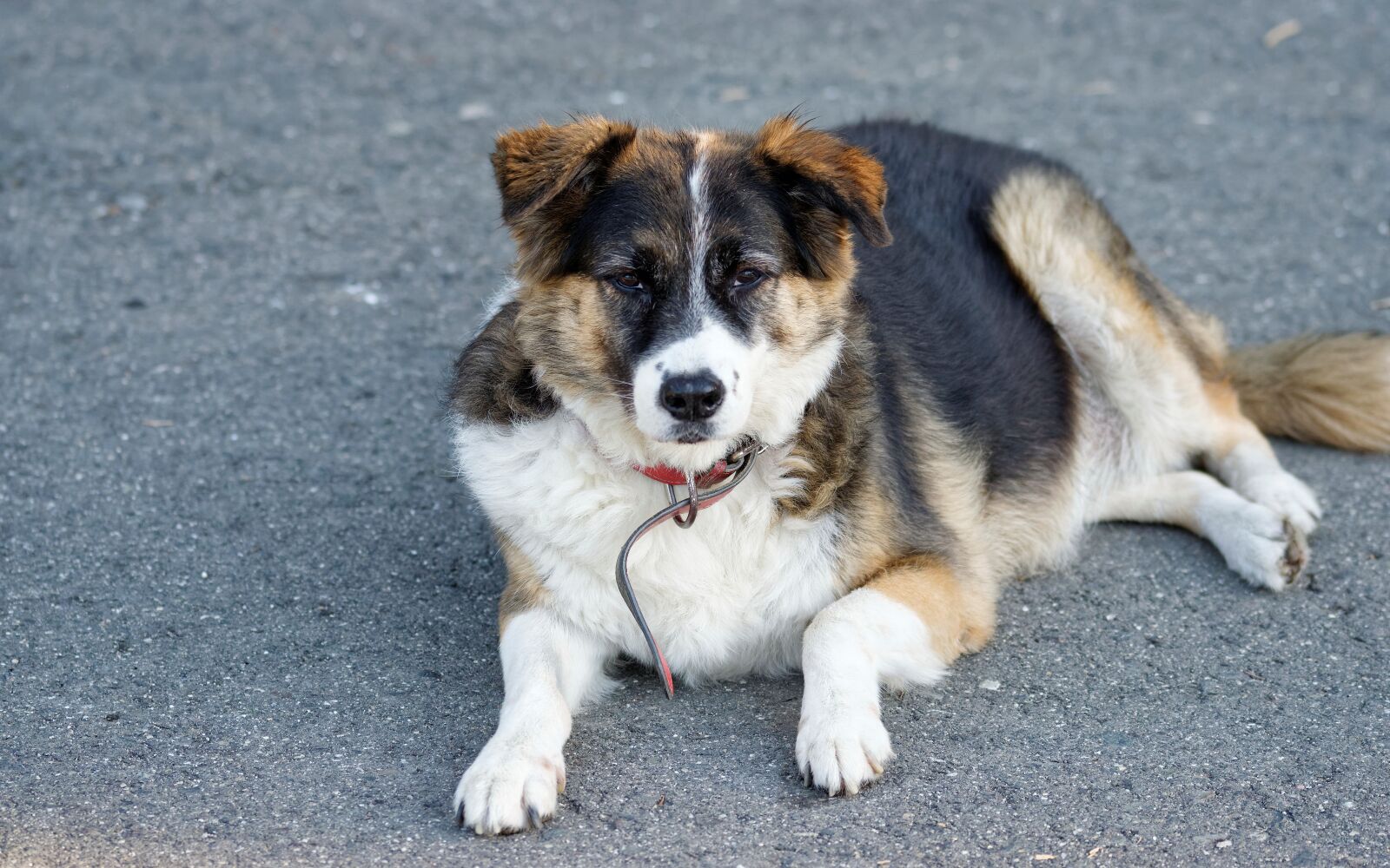 Nikon D5300 sample photo. Dog, pet, canine photography