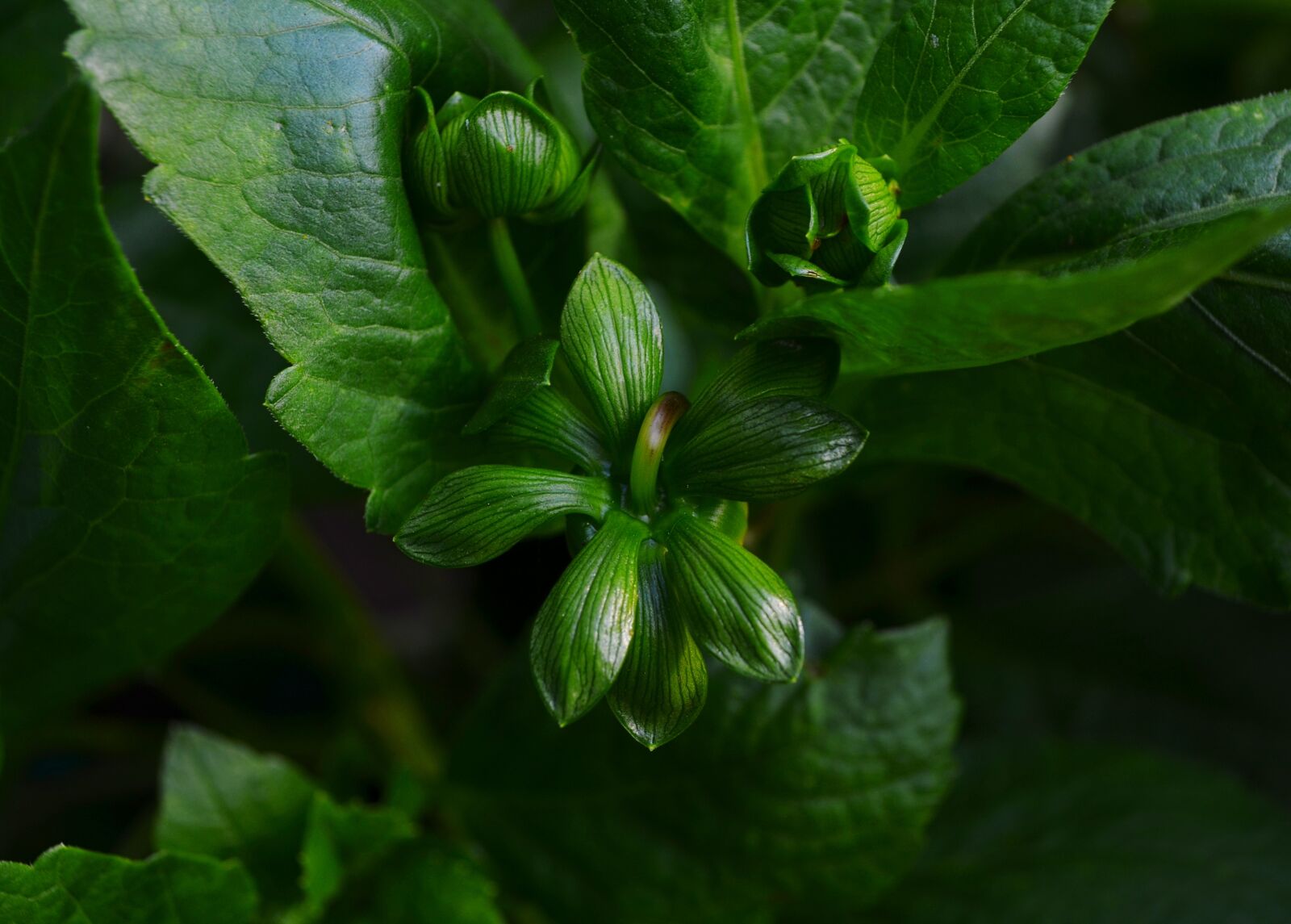 Nikon D5100 sample photo. Green, beautiful, color photography
