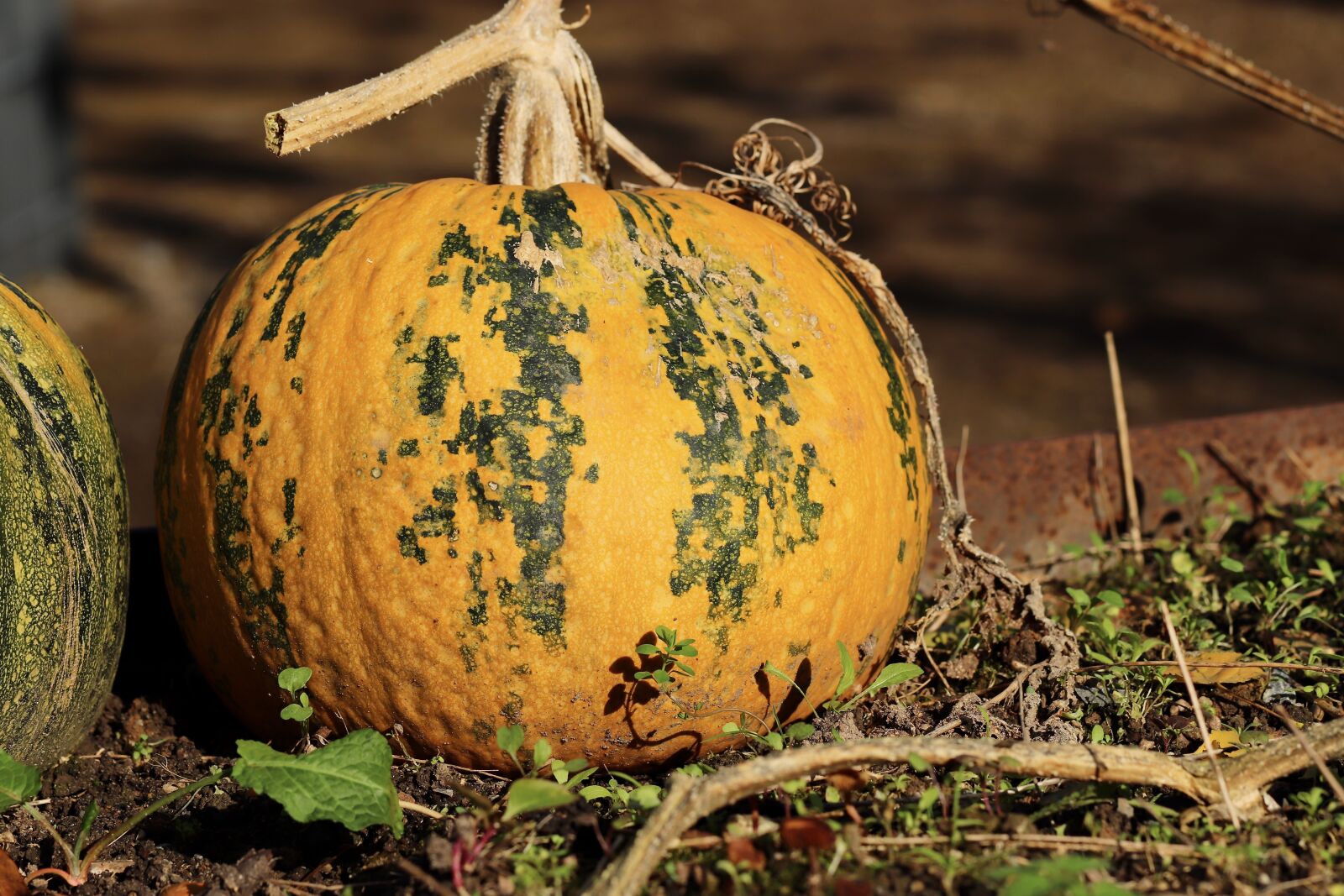 Canon EOS 800D (EOS Rebel T7i / EOS Kiss X9i) sample photo. Pumpkin, yellow, autumn photography