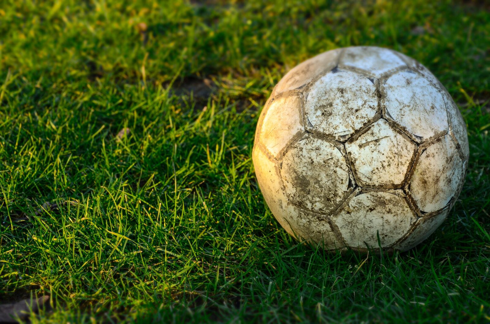 Nikon D5100 sample photo. Grass, nature, close up photography