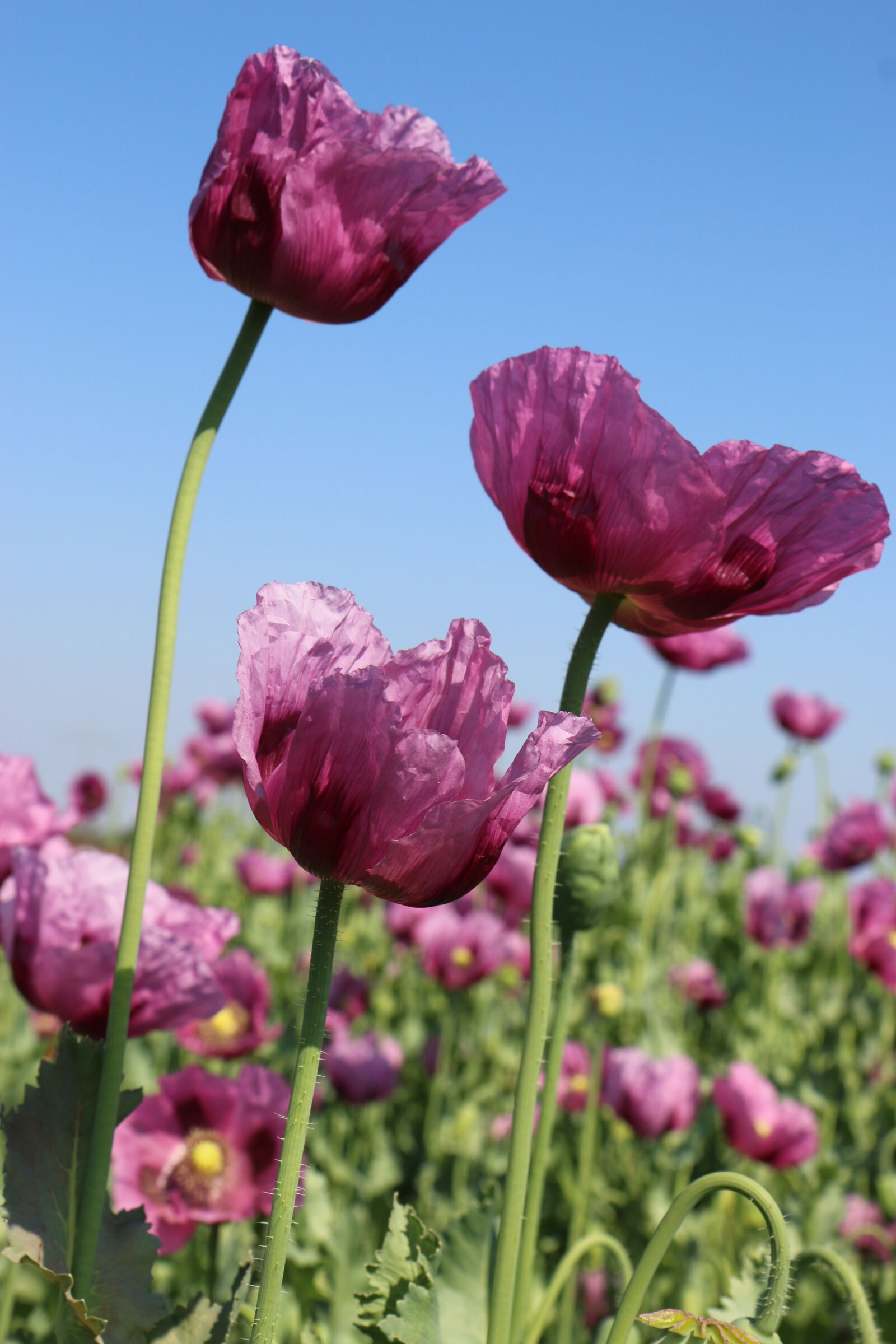 Canon EOS 70D sample photo. Poppy, pink, papaver somniferum photography
