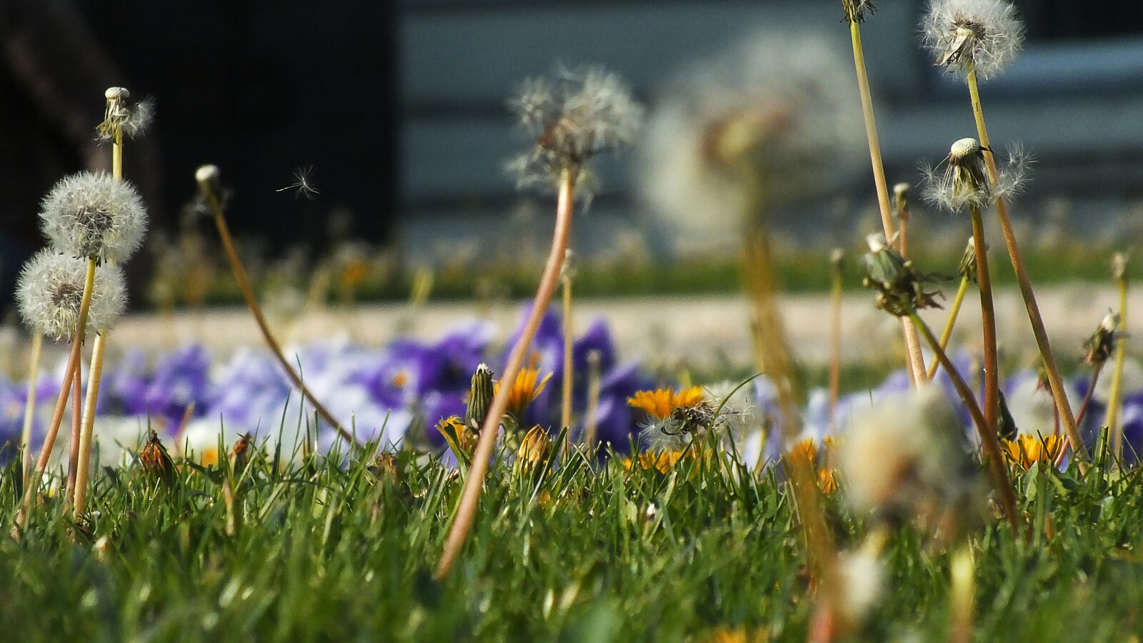 Fujifilm FinePix HS35EXR sample photo. Flower meadow, dandelion, summer photography