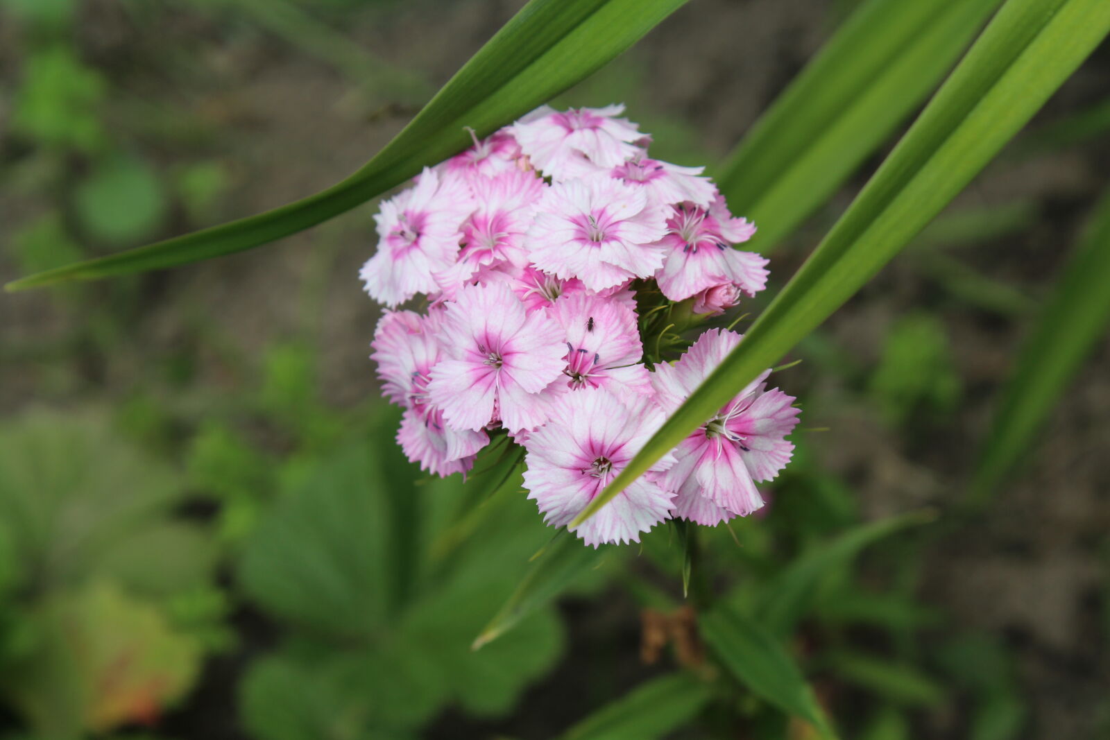 Canon EOS 1200D (EOS Rebel T5 / EOS Kiss X70 / EOS Hi) sample photo. Flower, flowers, nature photography