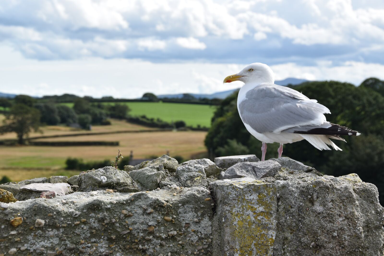 Nikon D5600 sample photo. Harlech, seagull, wales photography