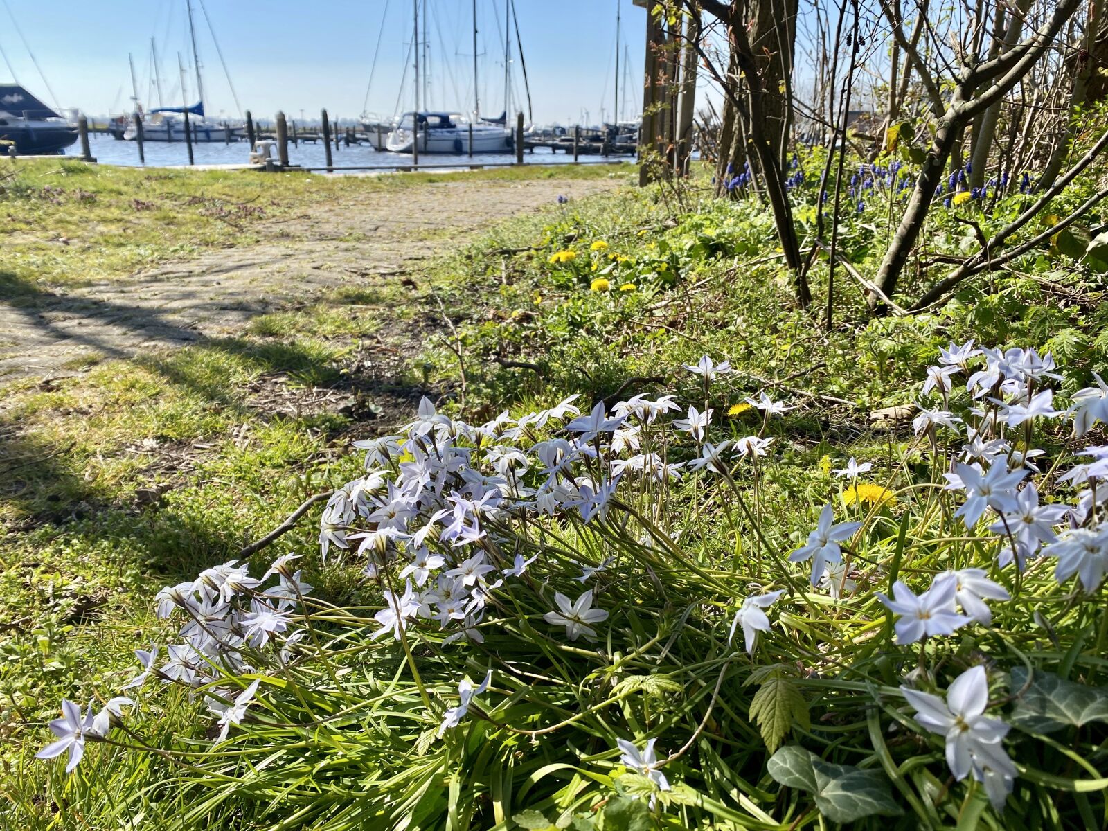 Apple iPhone 11 Pro sample photo. Flowers, spring, harbour photography