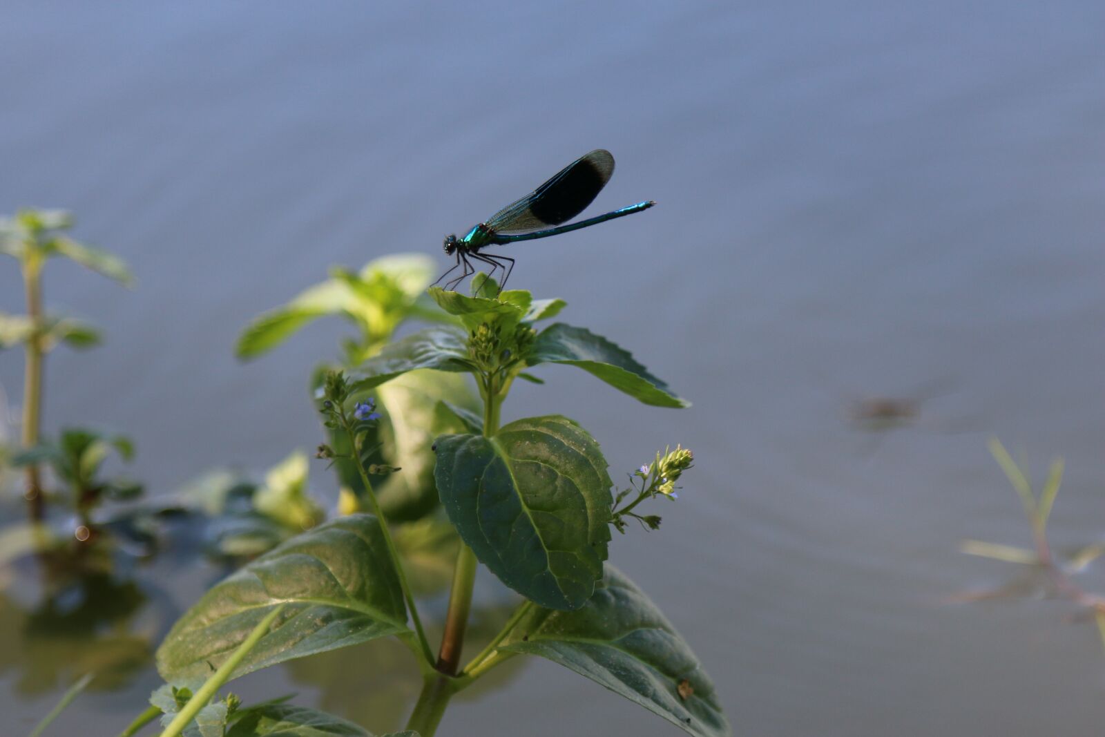 Canon EOS 70D + Canon EF 24-105mm F4L IS USM sample photo. Demoiselle, dragonfly, pond photography
